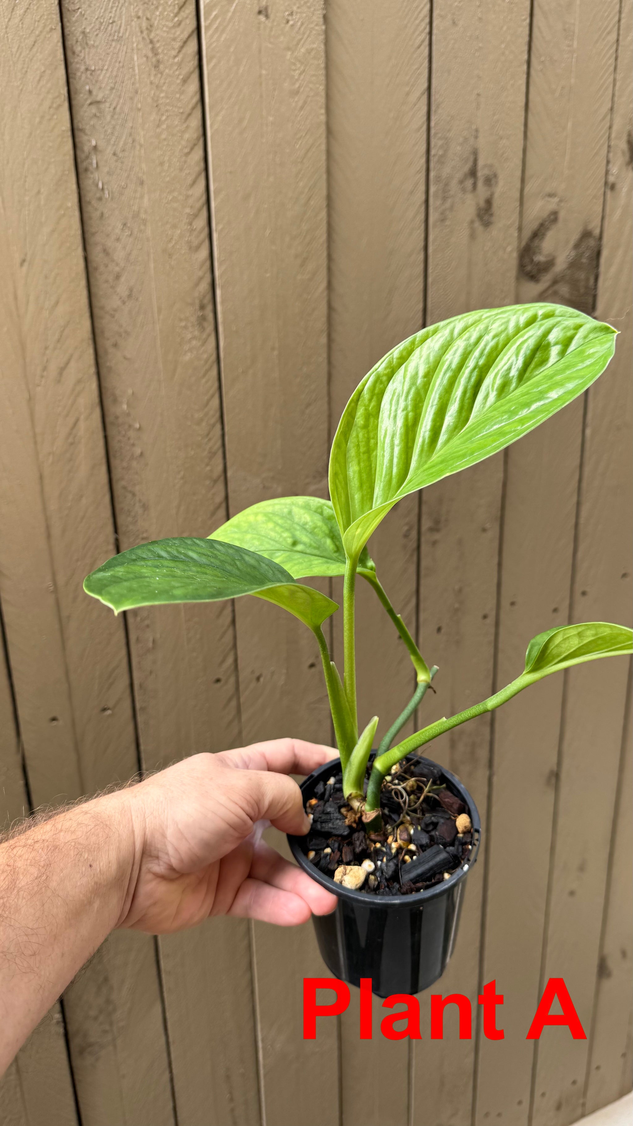 Monstera pinnatipartita