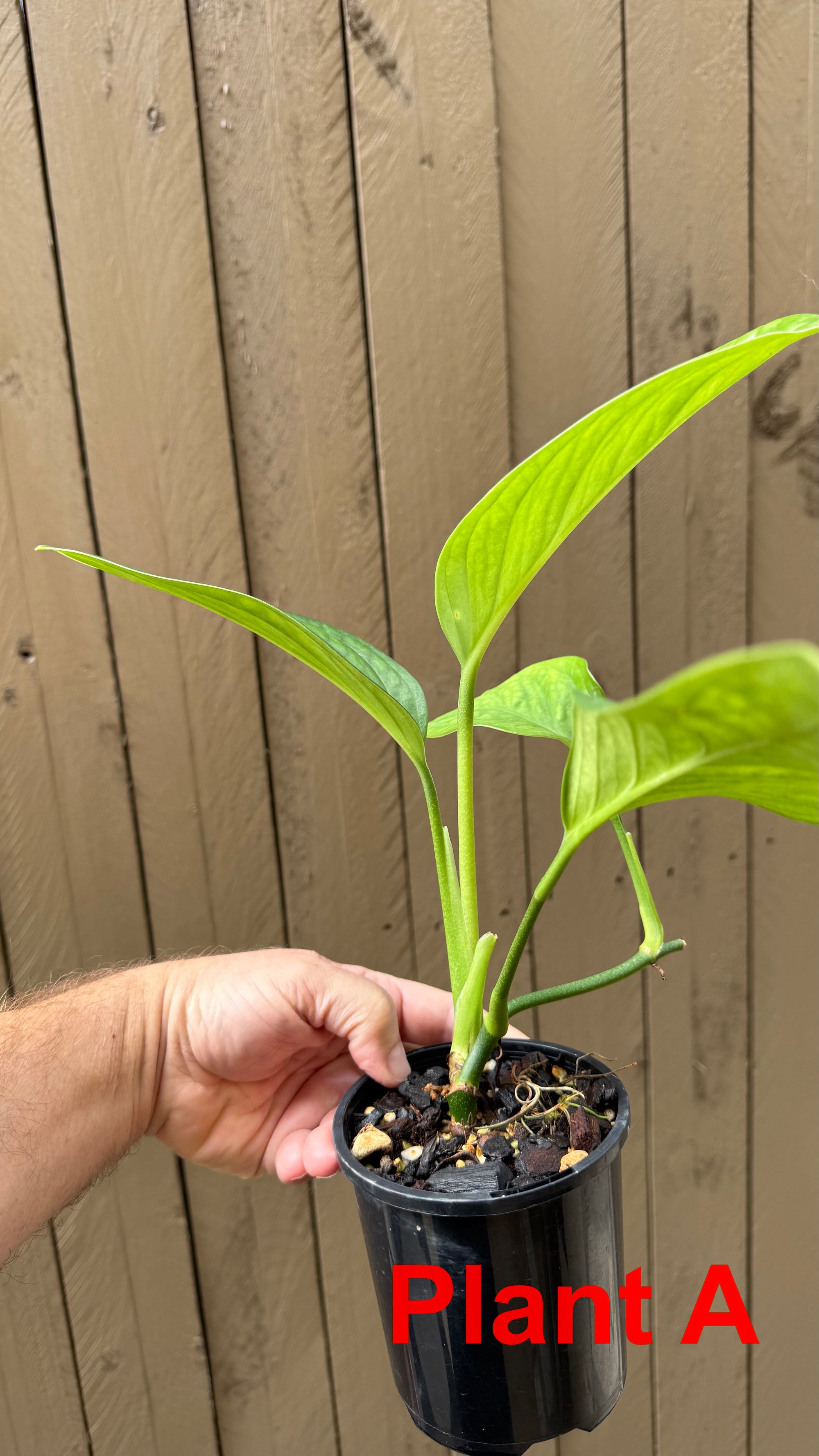 Monstera pinnatipartita