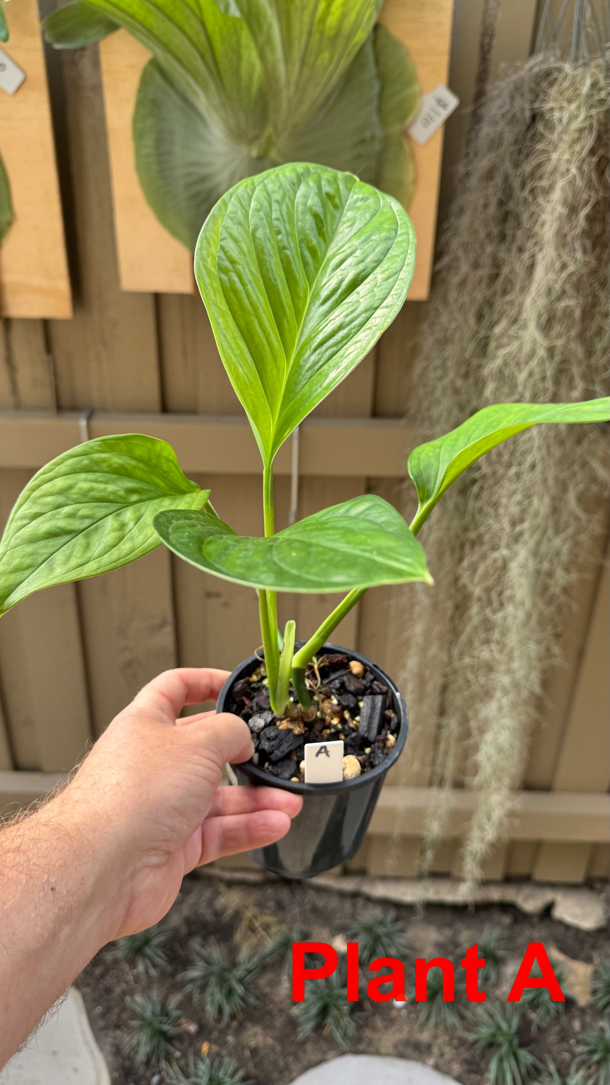 Monstera pinnatipartita