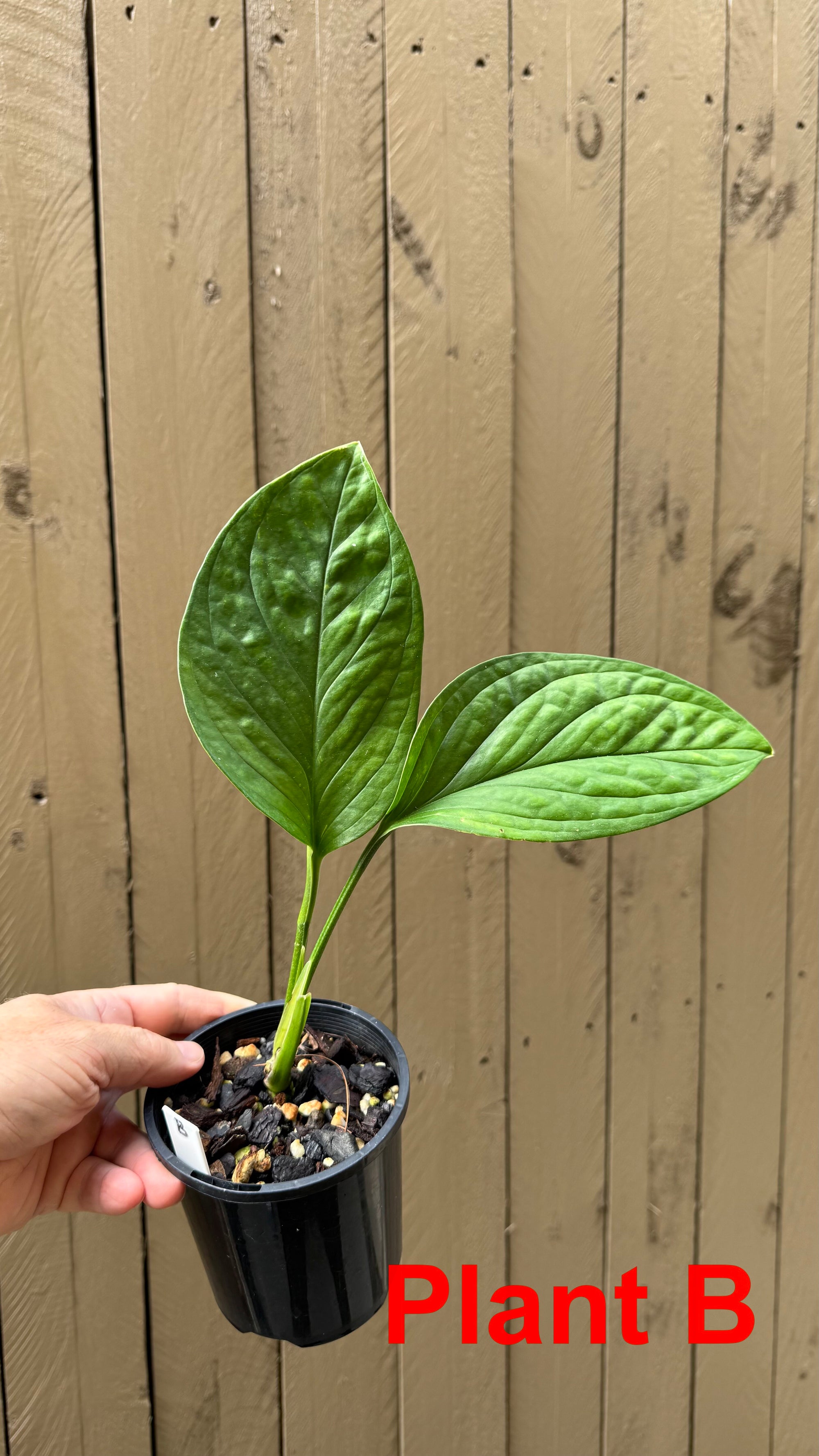 Monstera pinnatipartita