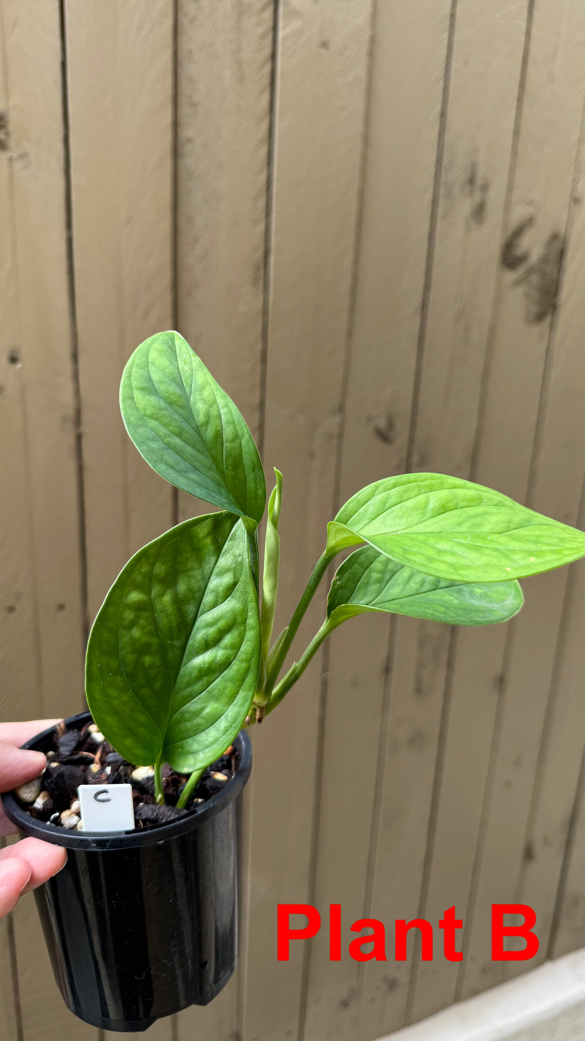 Monstera pinnatipartita