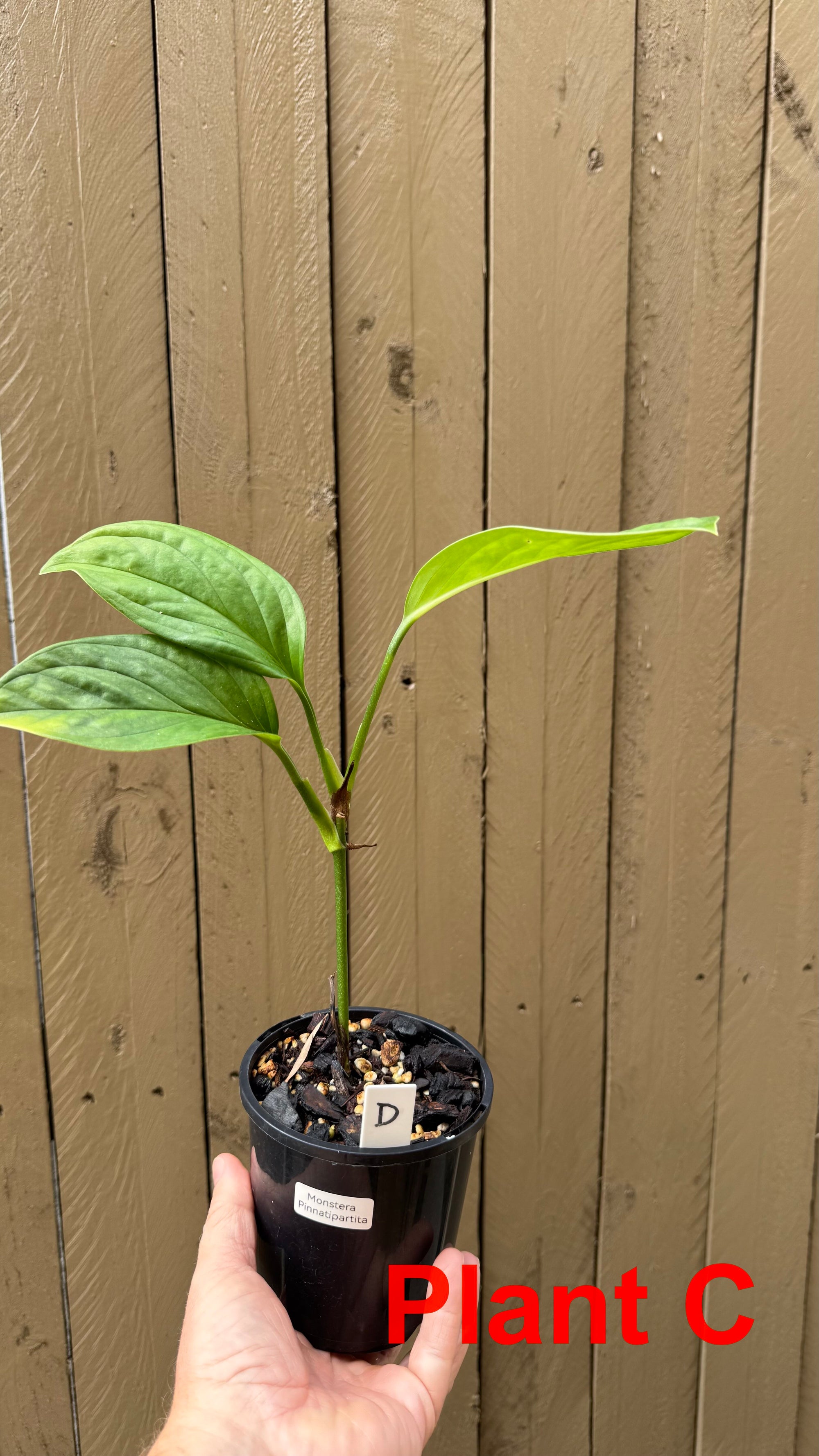 Monstera pinnatipartita