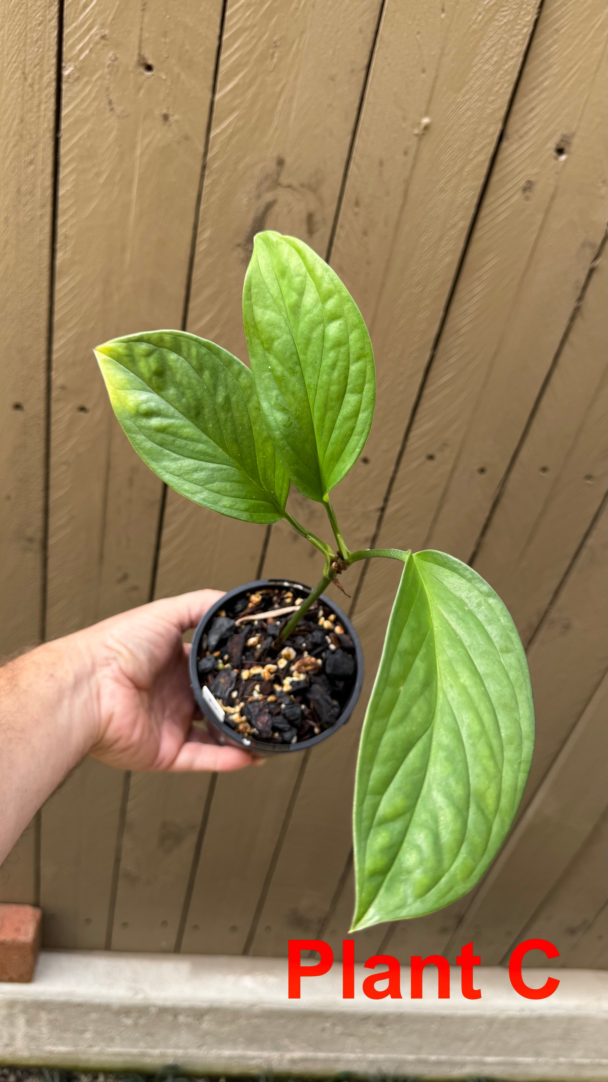 Monstera pinnatipartita