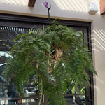 'White Rabbit Foot' Fern