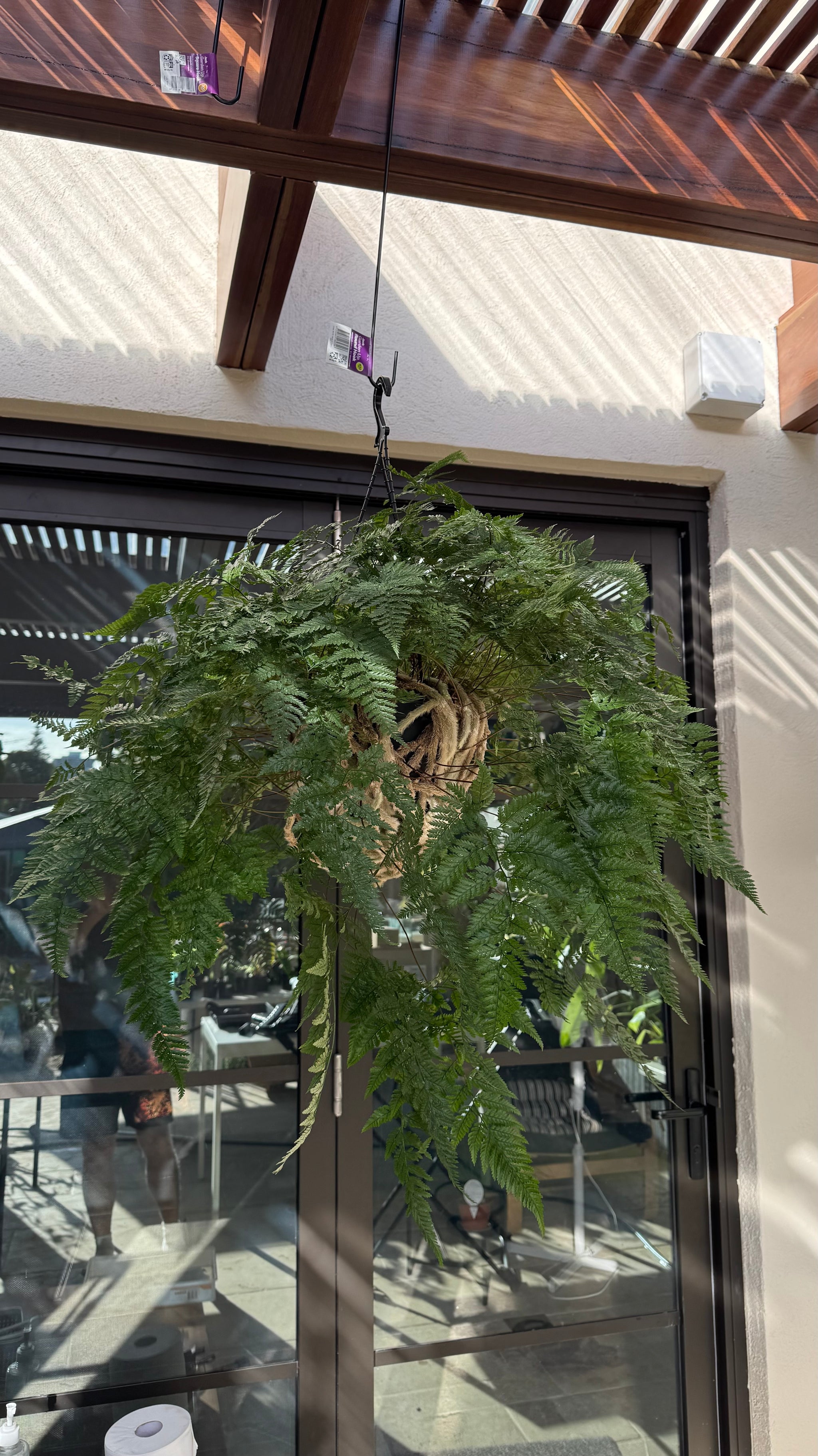 'White Rabbit Foot' Fern