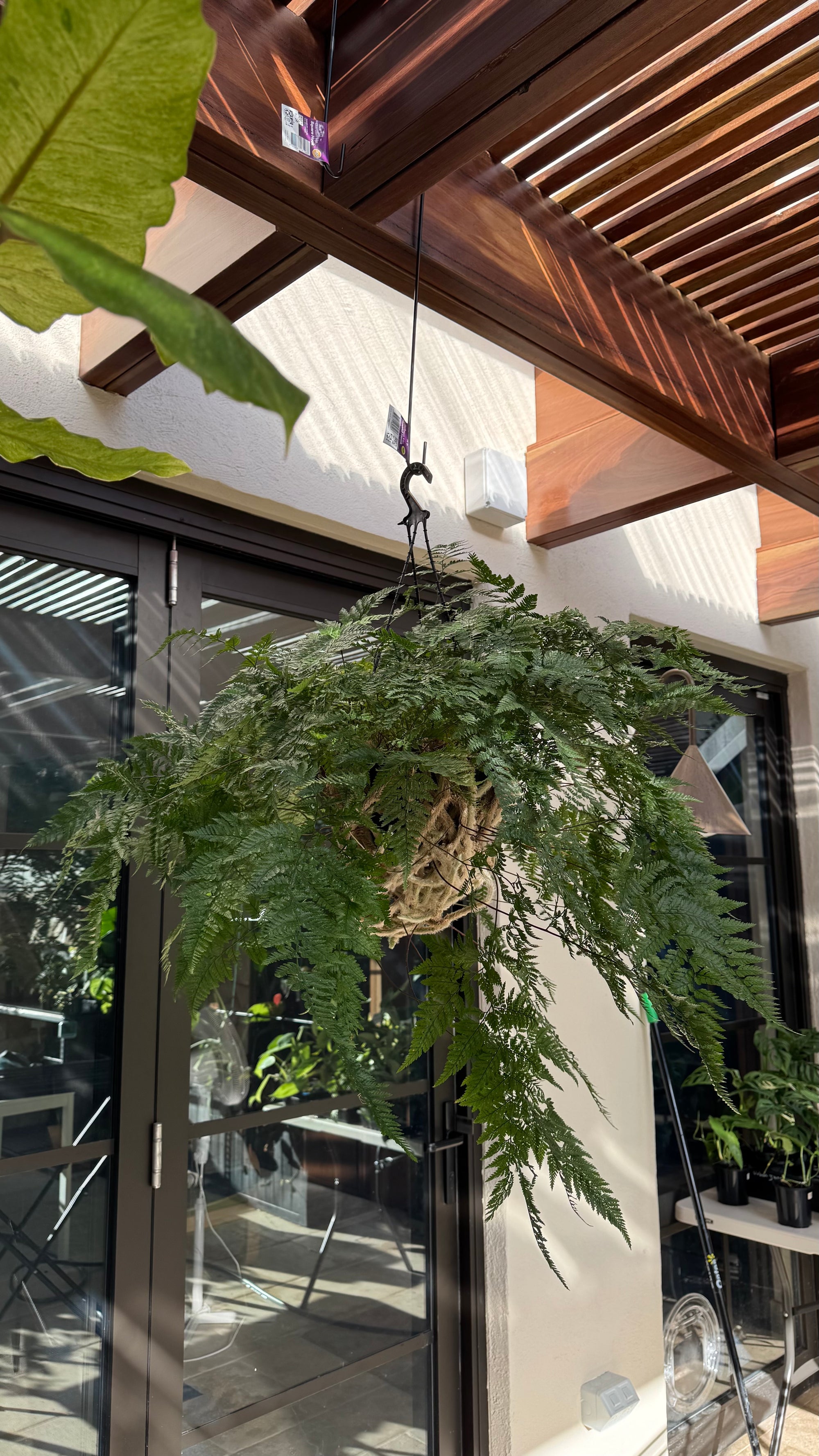 'White Rabbit Foot' Fern