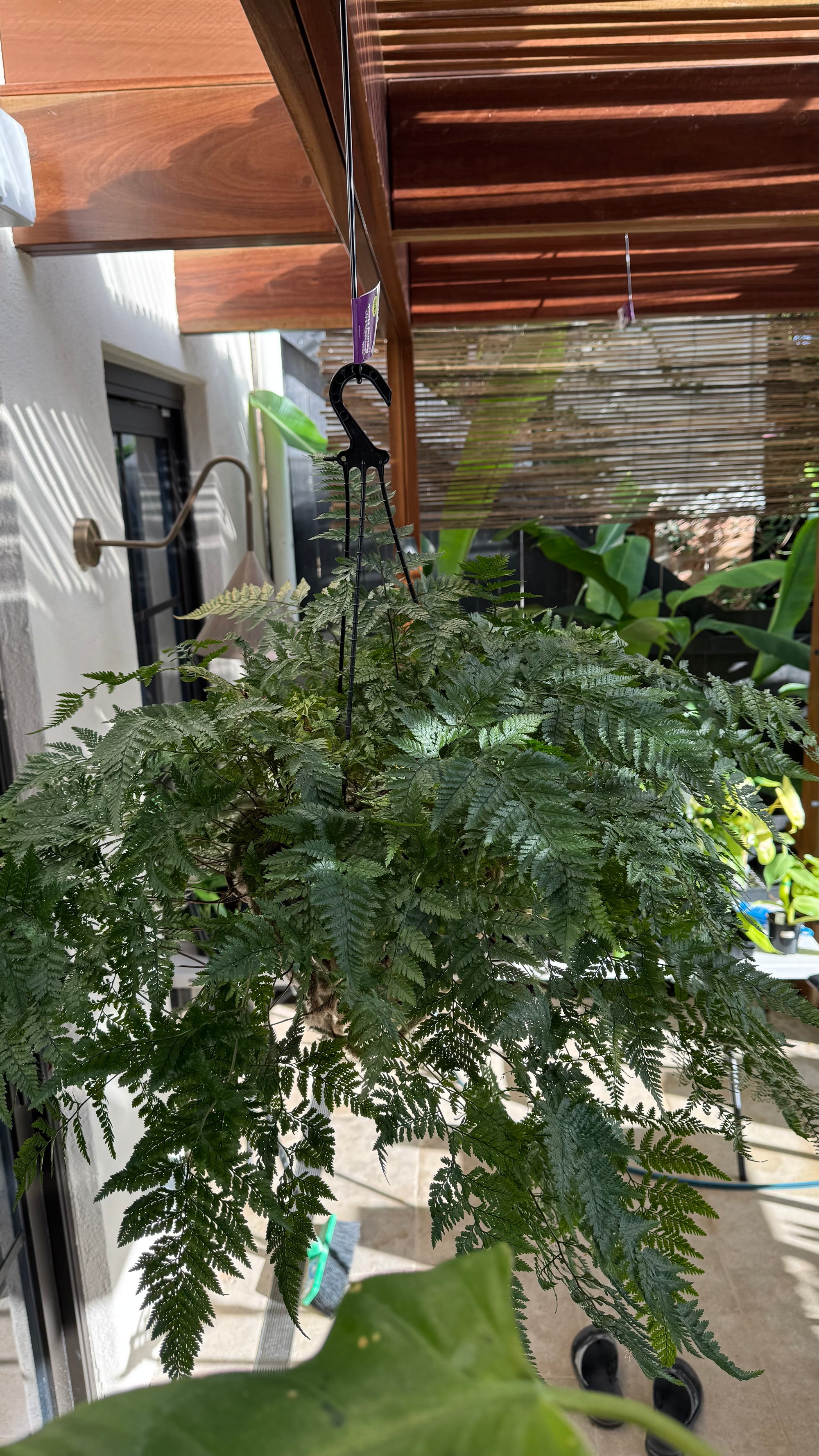 'White Rabbit Foot' Fern