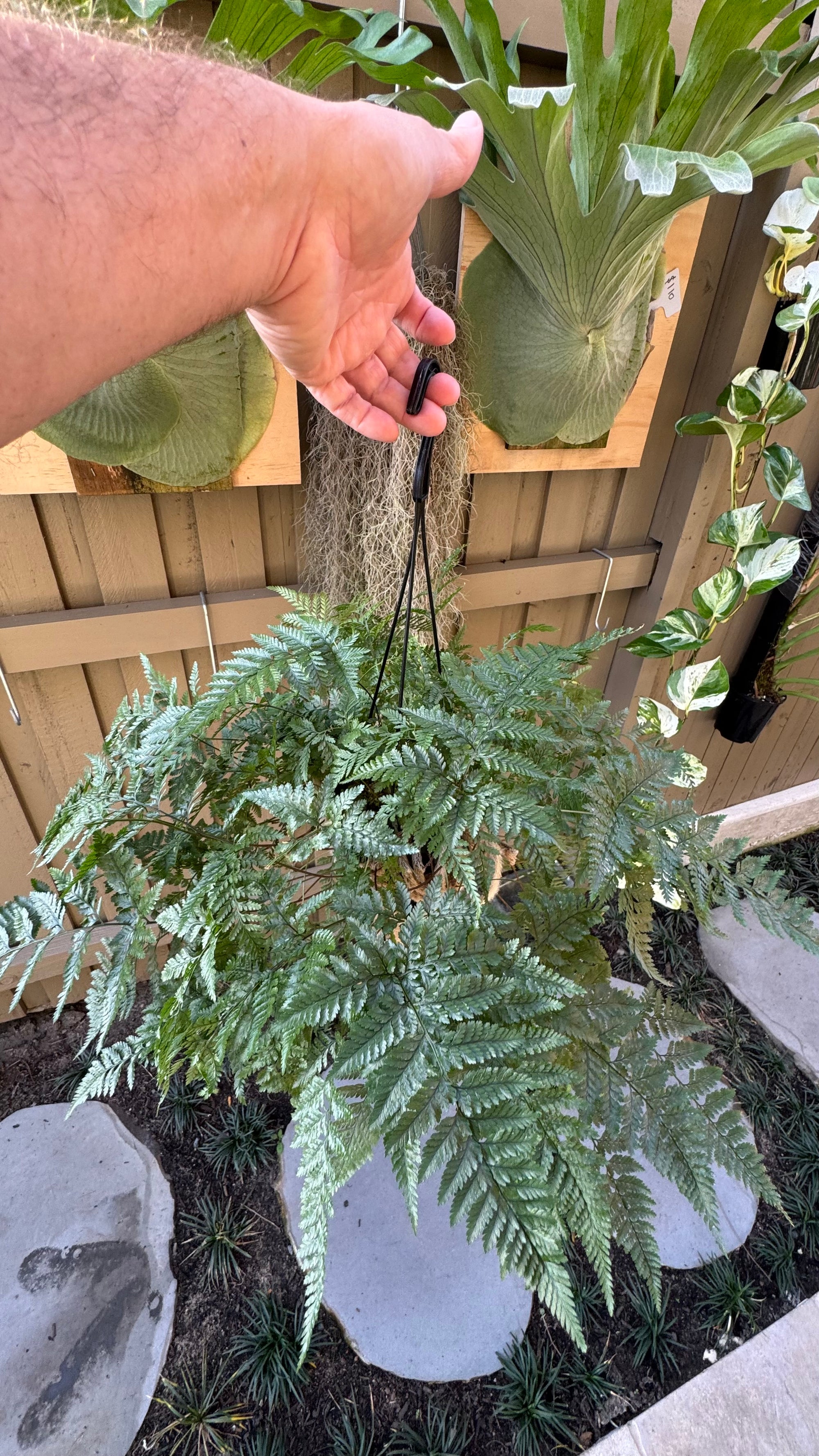 'White Rabbit Foot' Fern