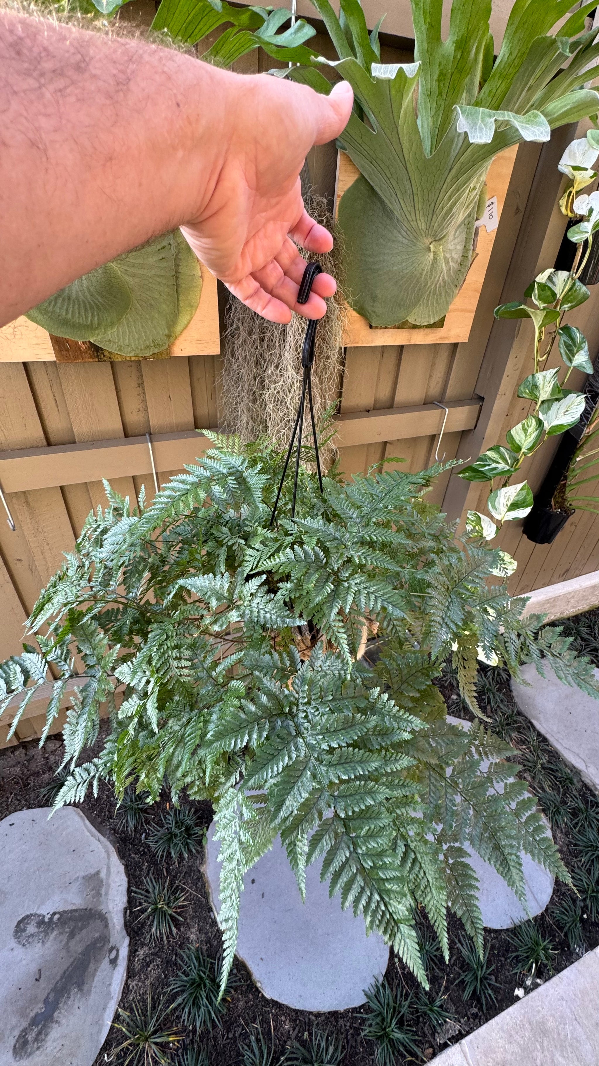 'White Rabbit Foot' Fern