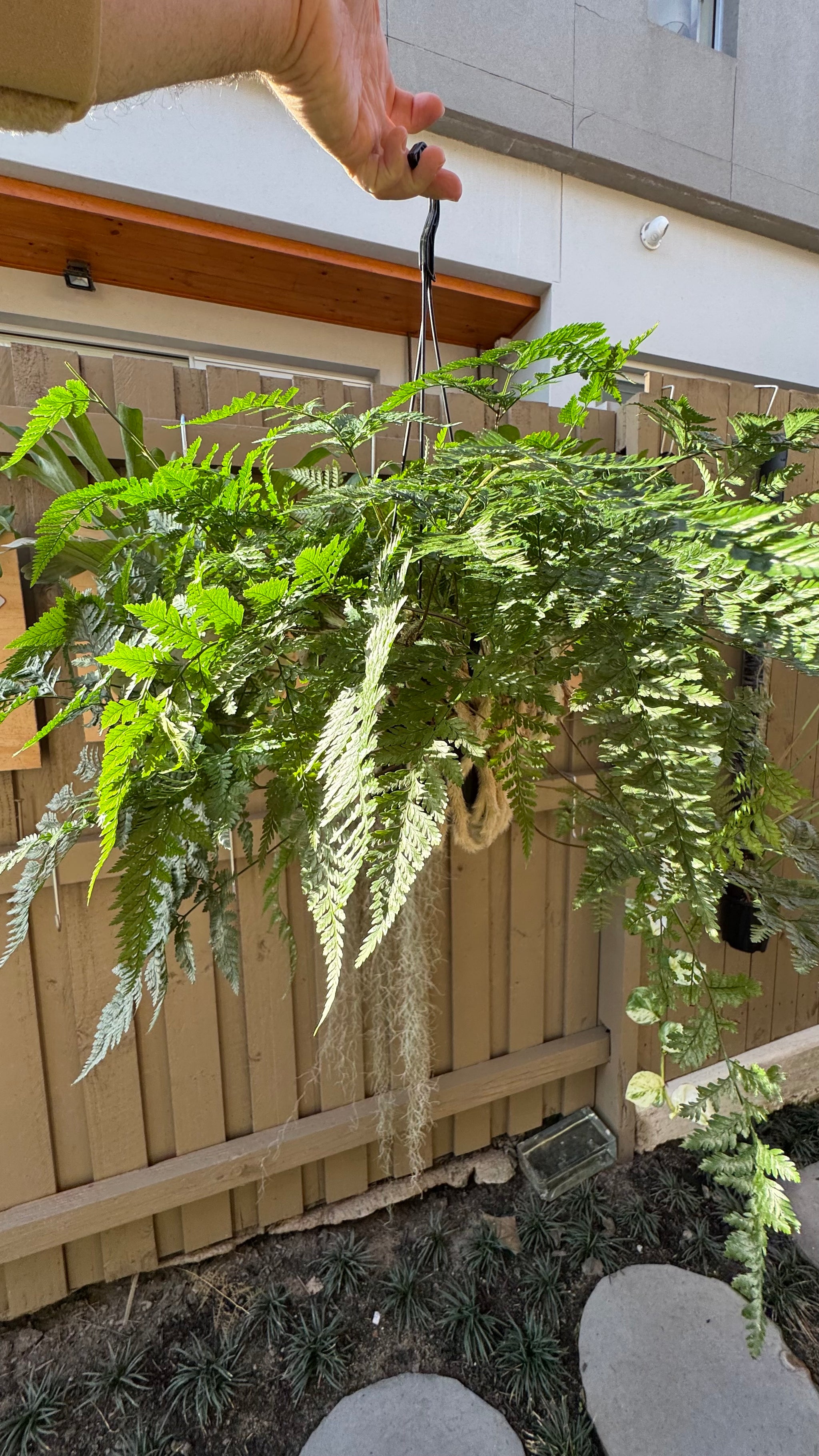 'White Rabbit Foot' Fern