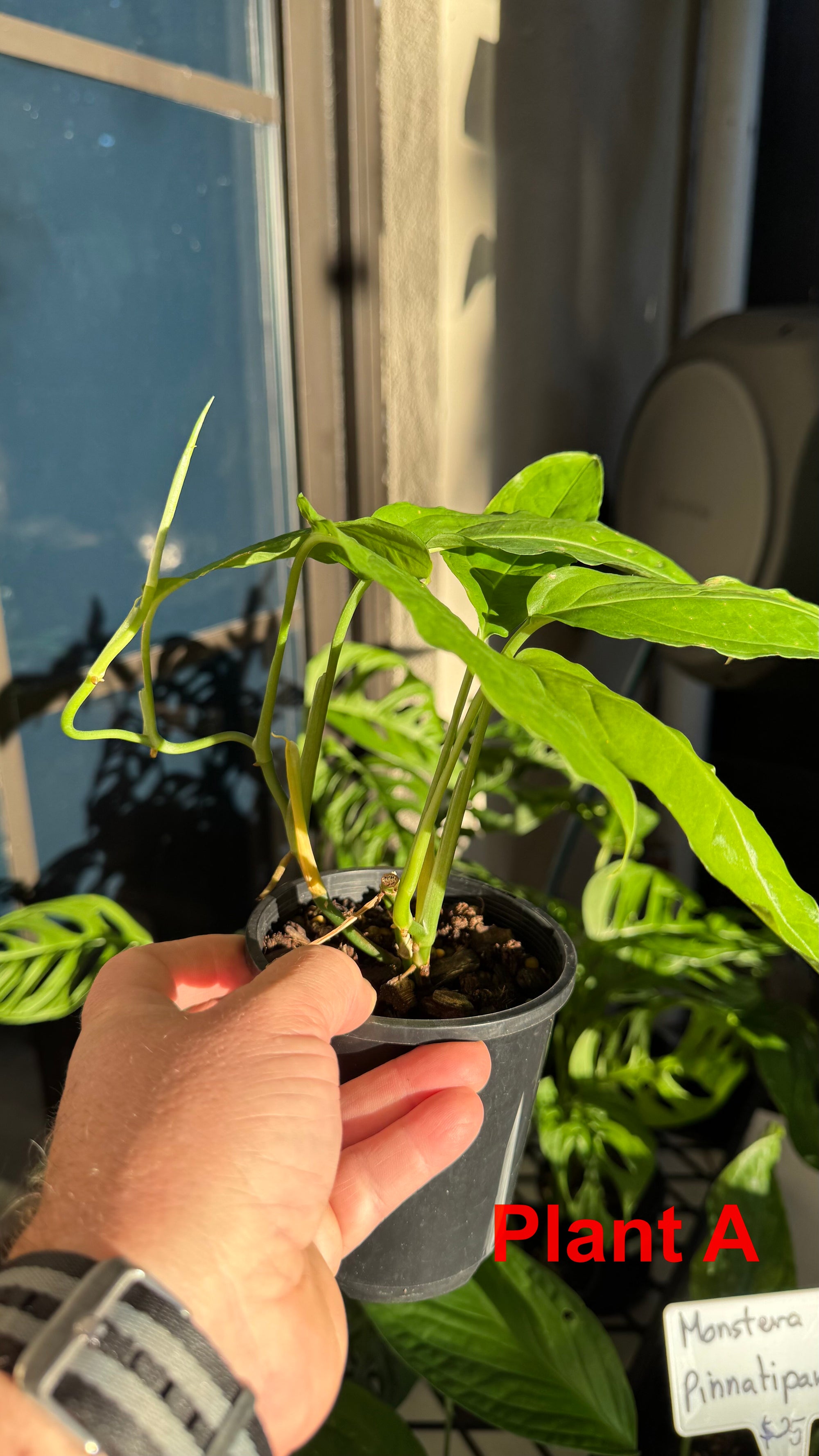 Monstera obliqua - Amazonas