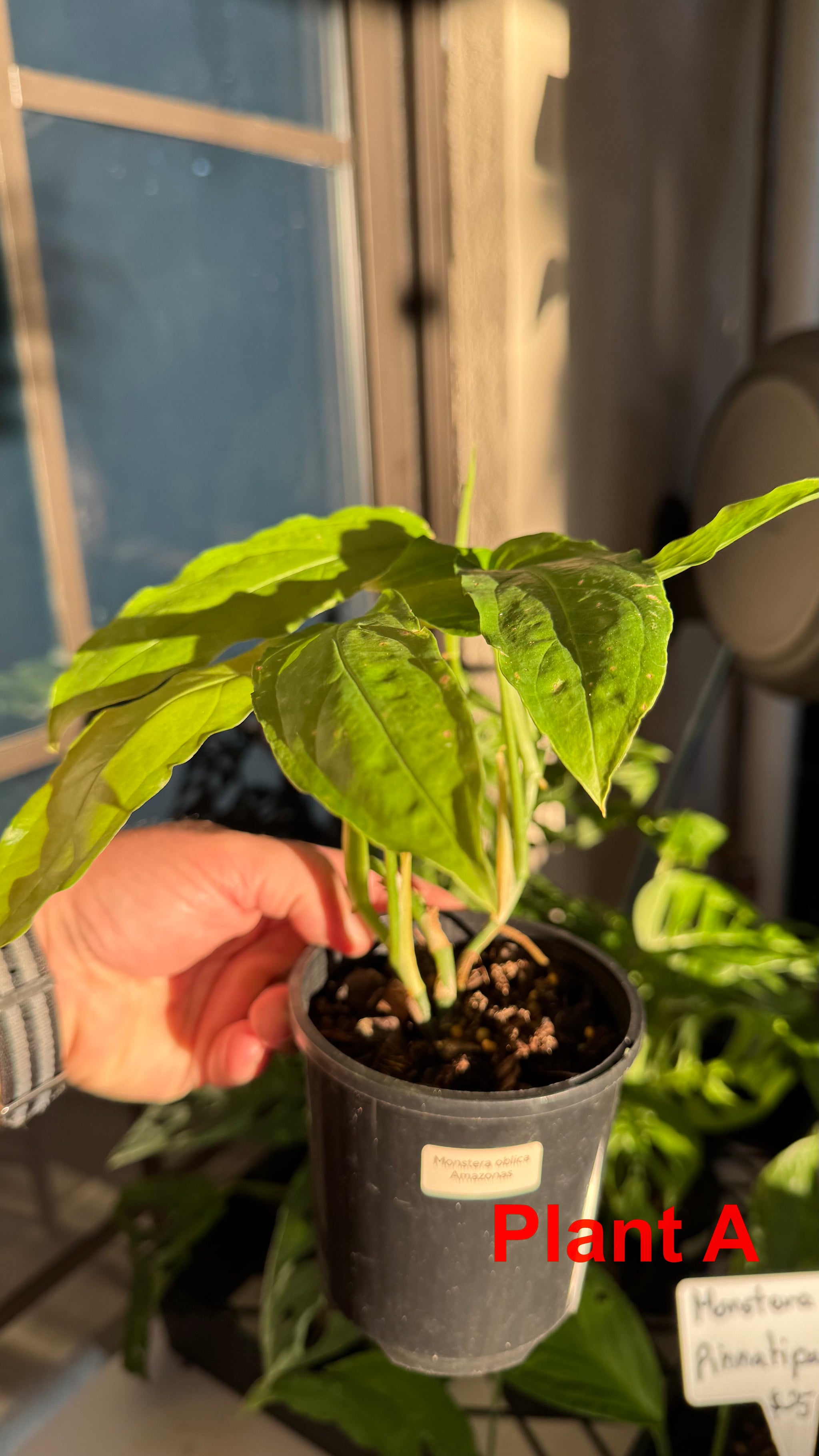 Monstera obliqua - Amazonas