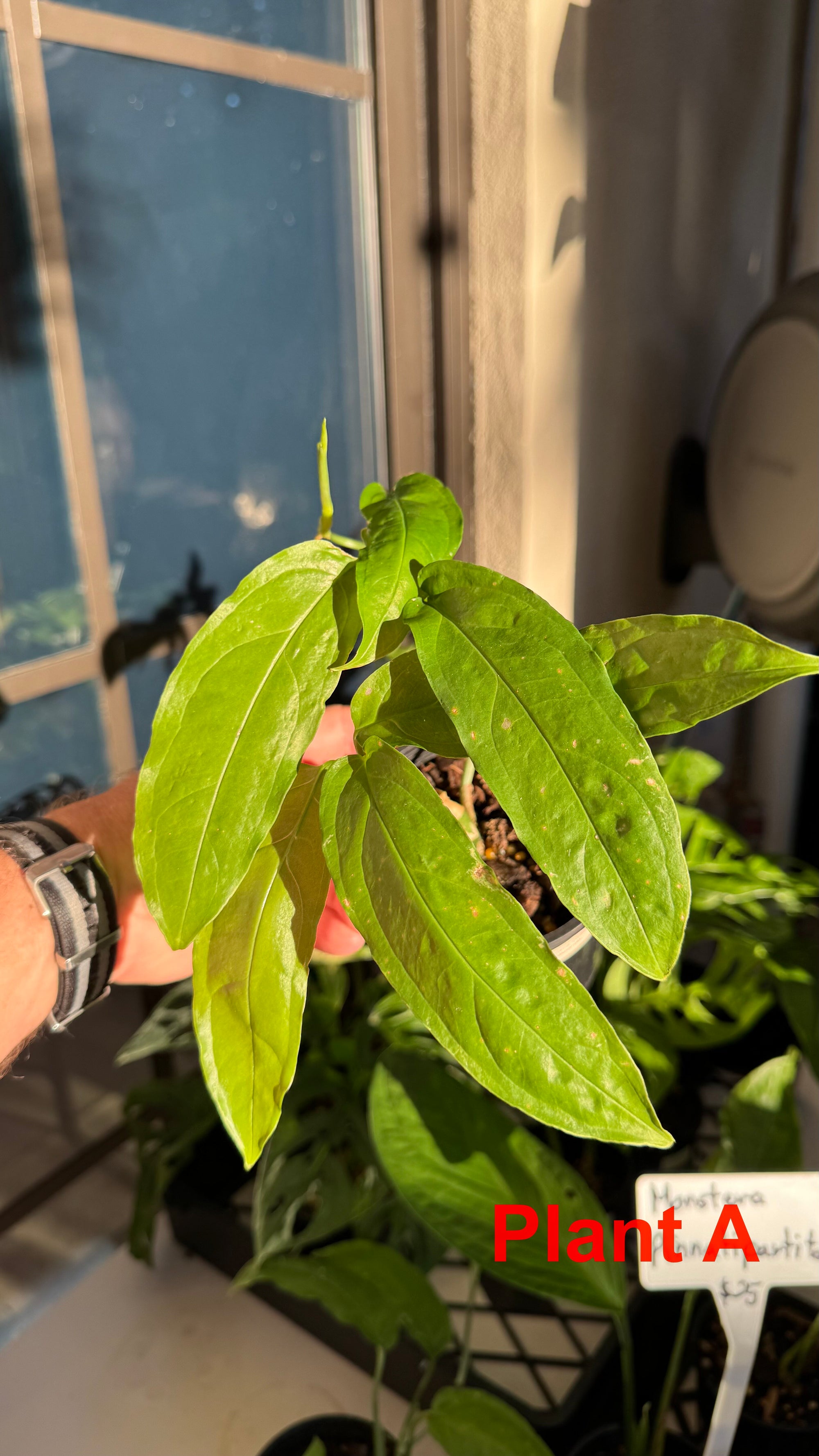 Monstera obliqua - Amazonas