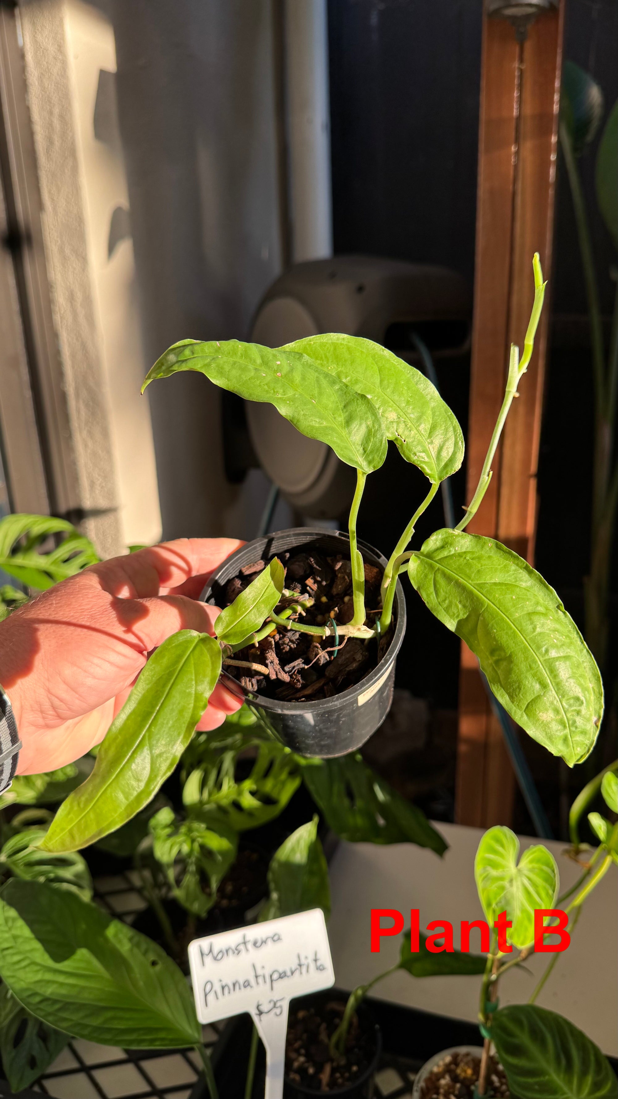Monstera obliqua - Amazonas