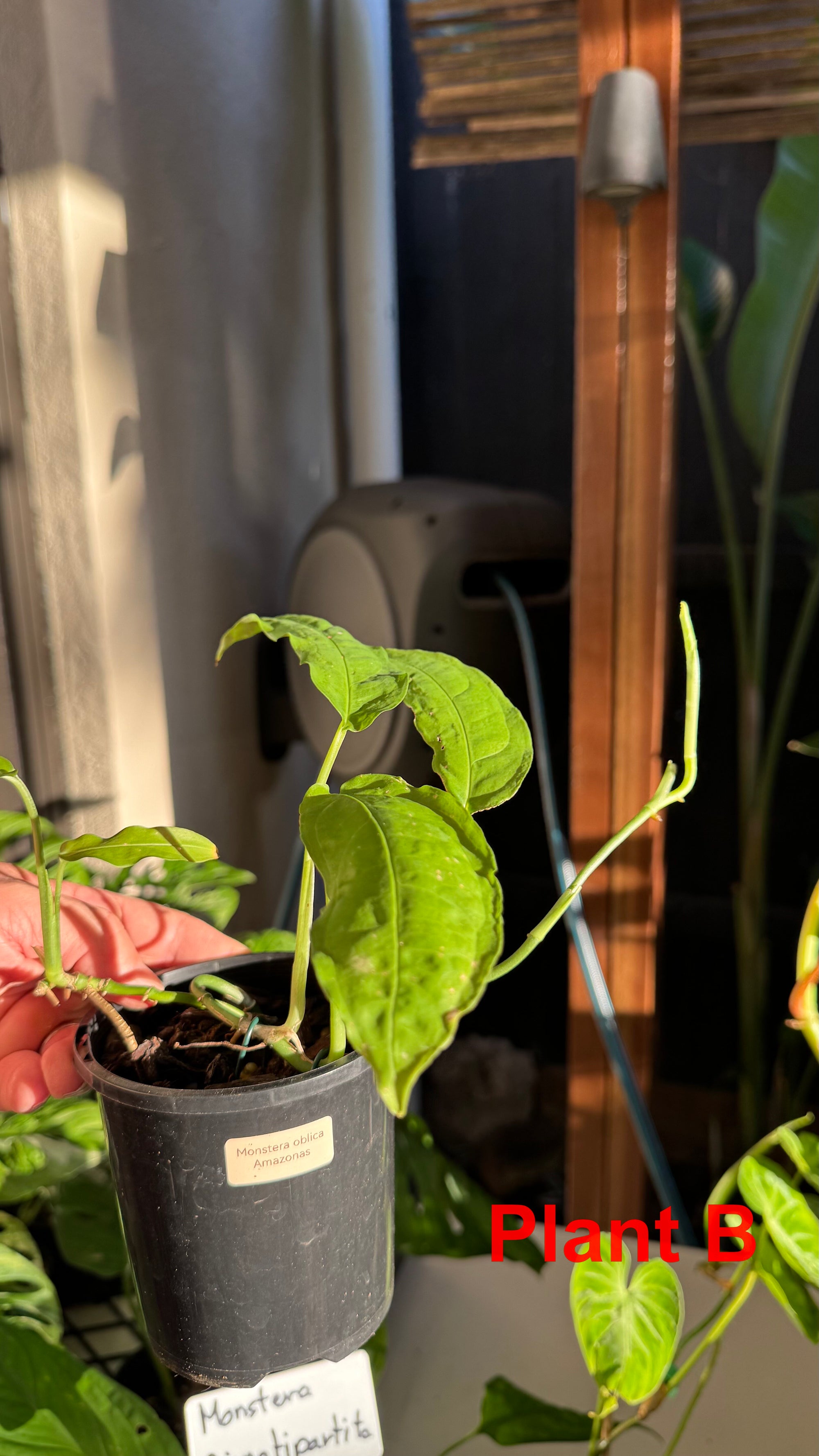 Monstera obliqua - Amazonas