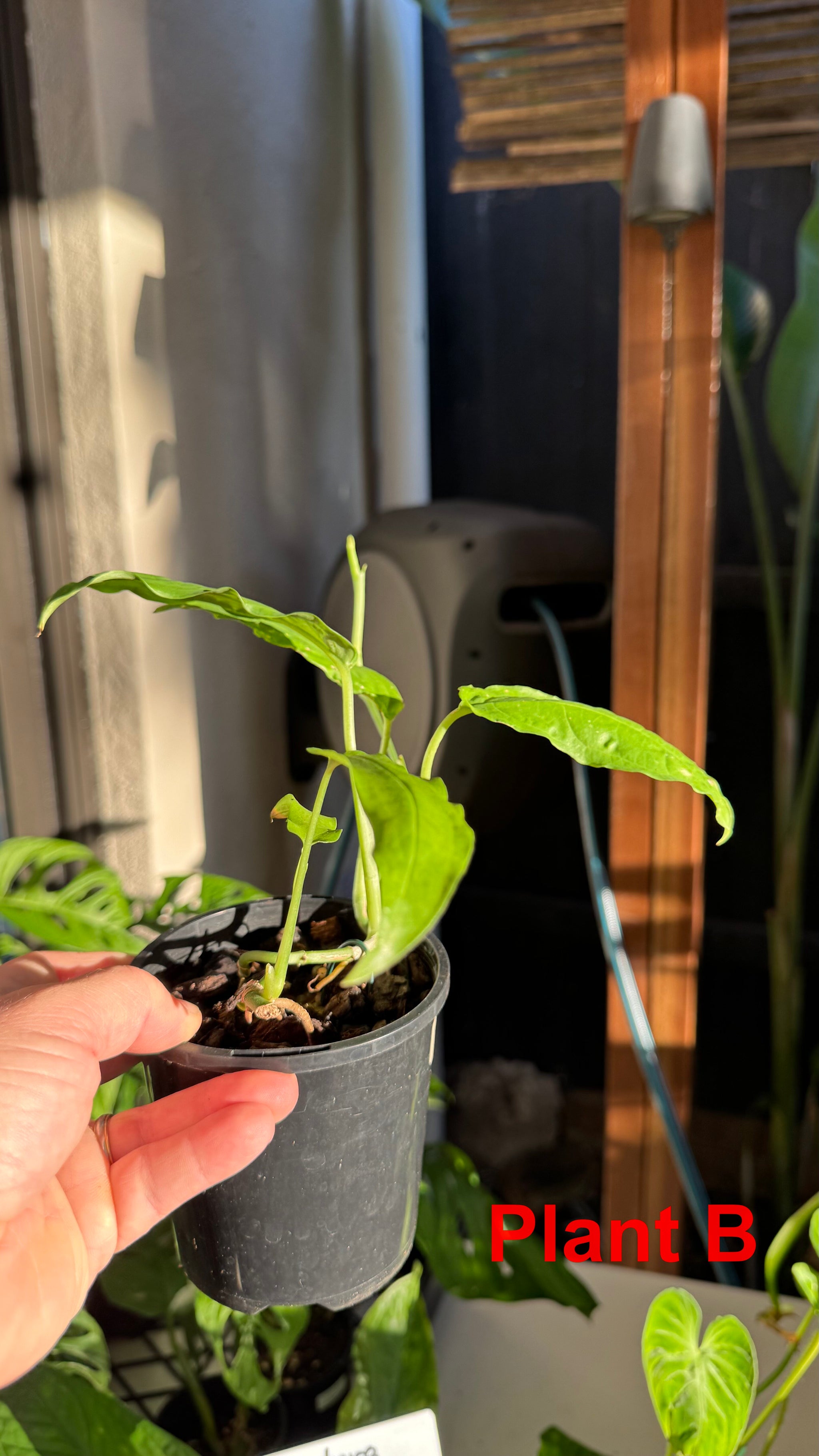 Monstera obliqua - Amazonas