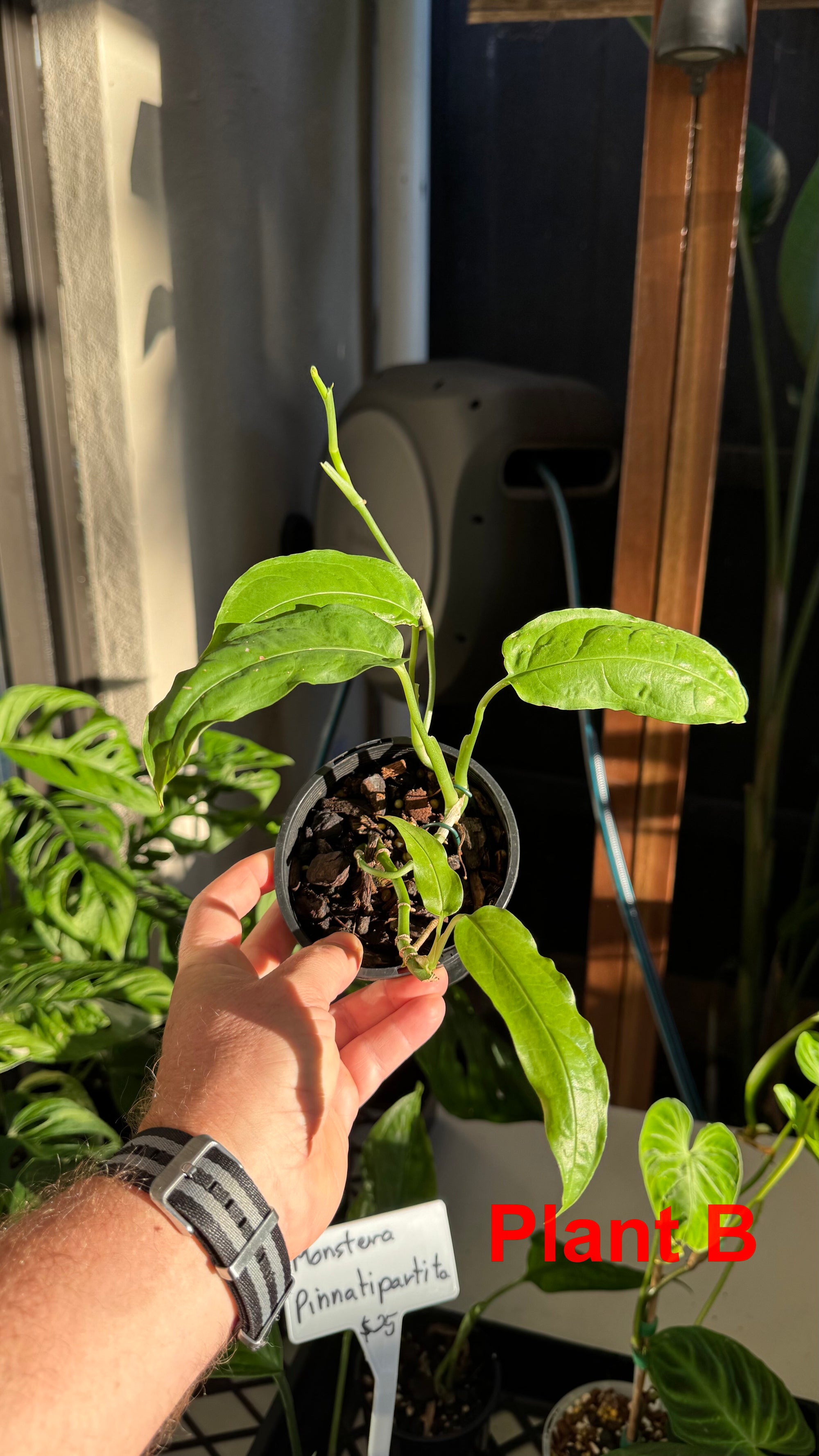 Monstera obliqua - Amazonas