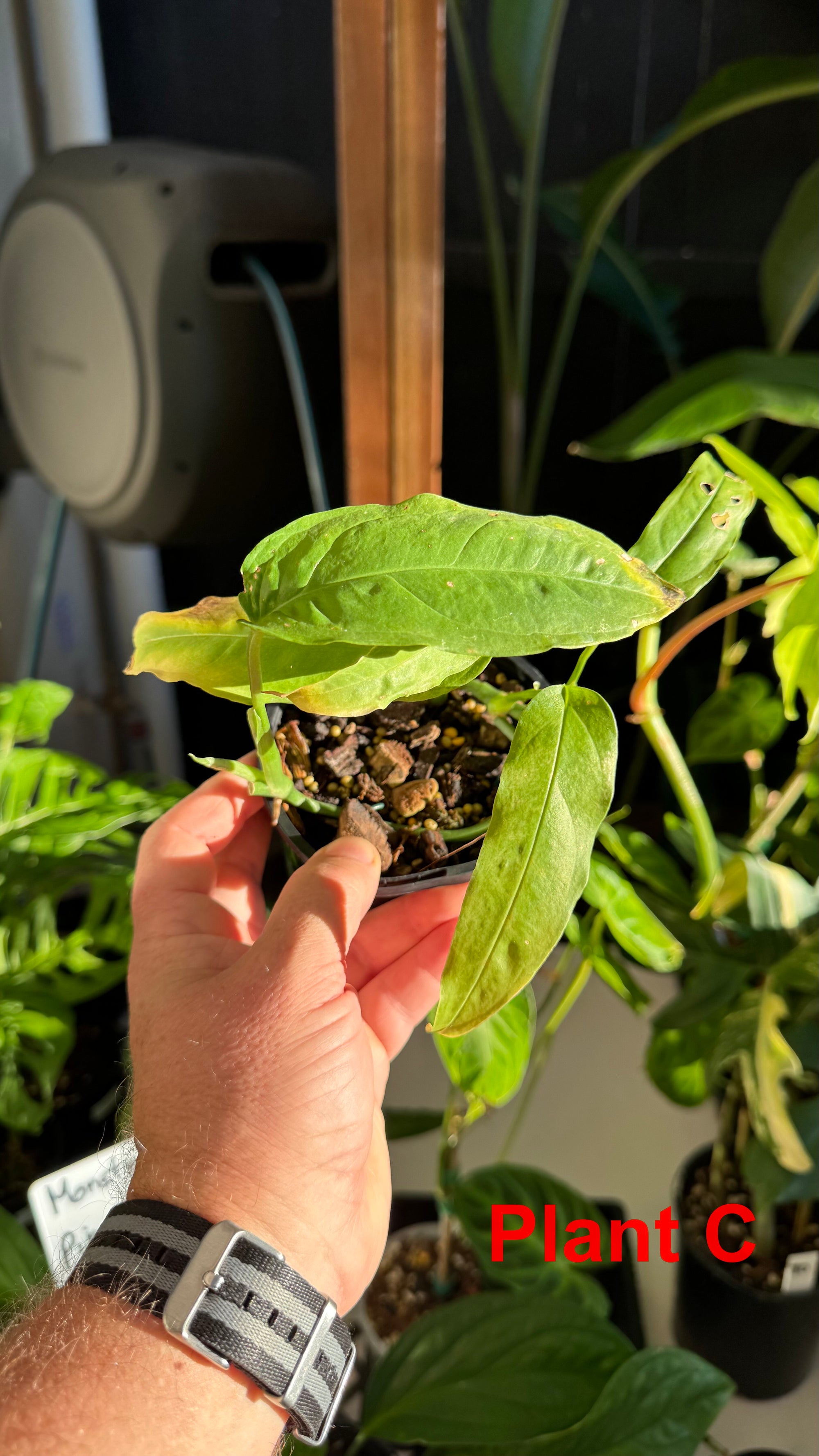 Monstera obliqua - Amazonas