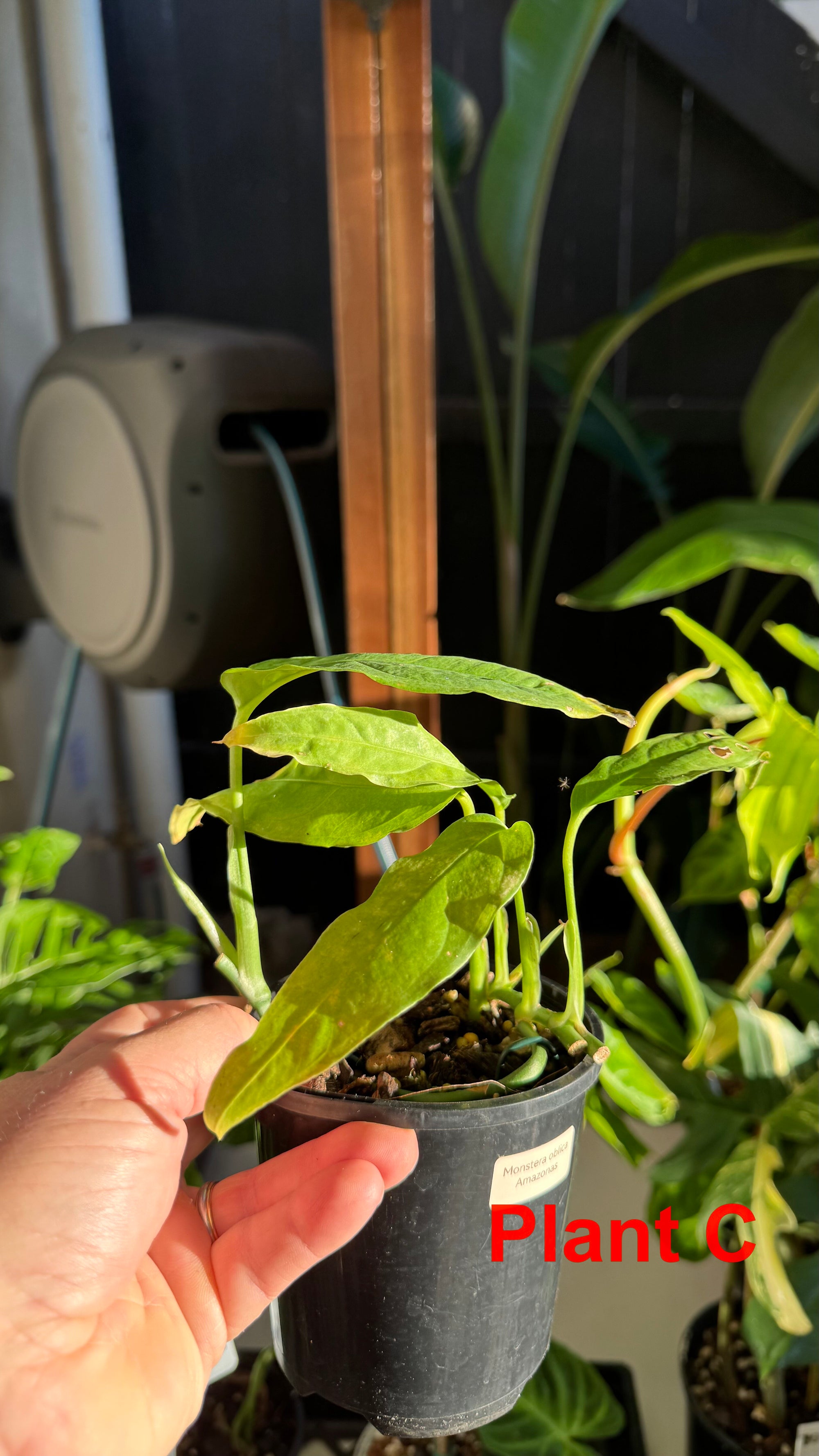 Monstera obliqua - Amazonas