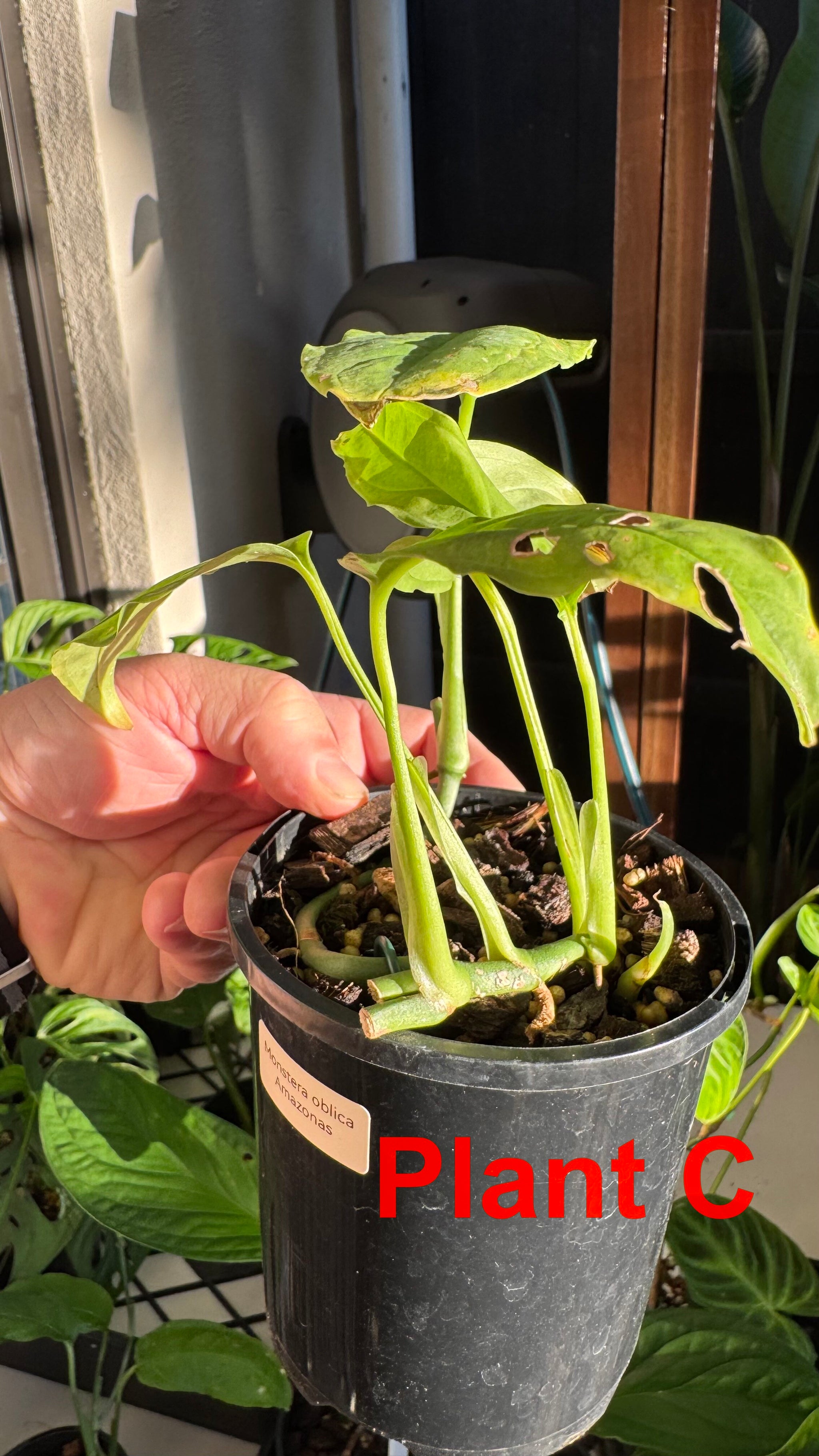 Monstera obliqua - Amazonas
