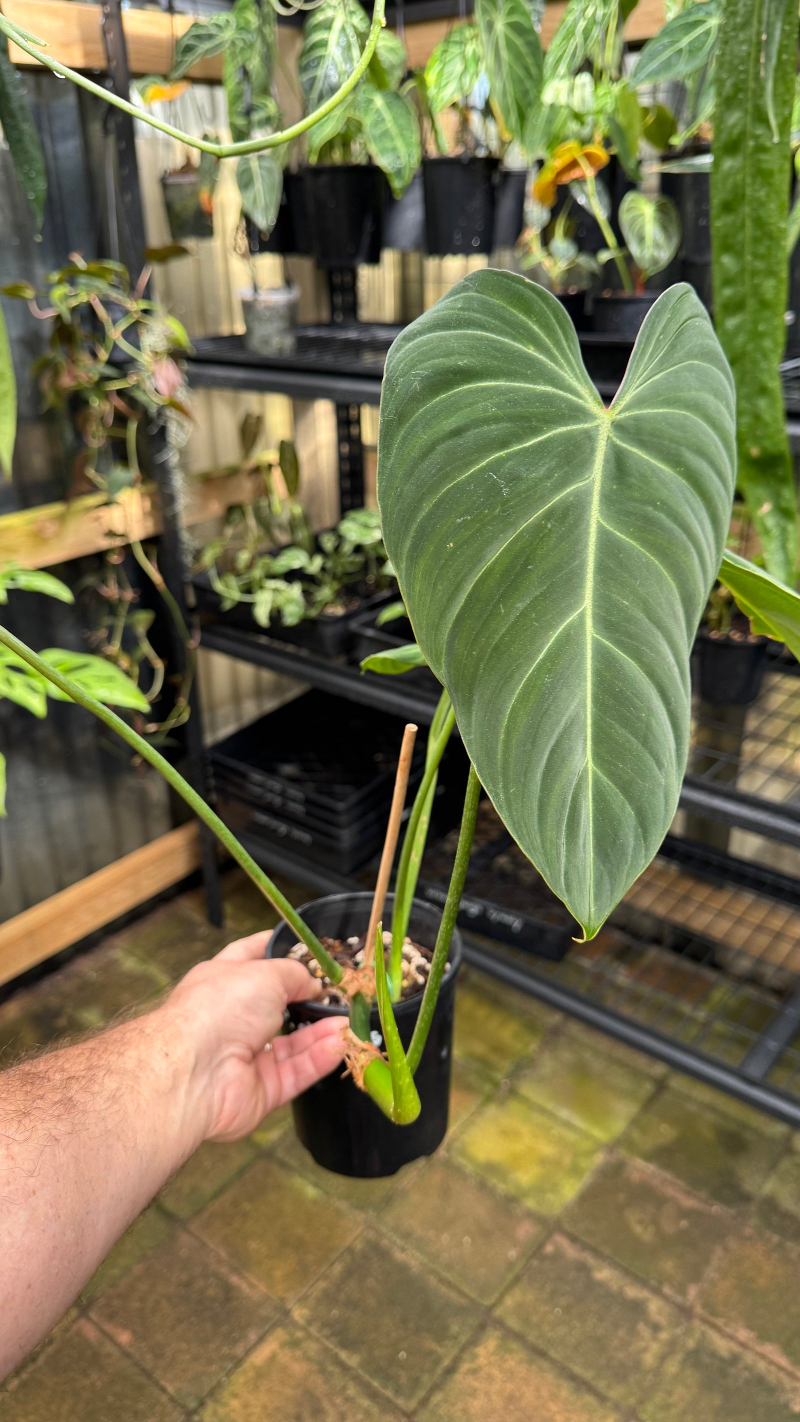 Philodendron 'Glorious'