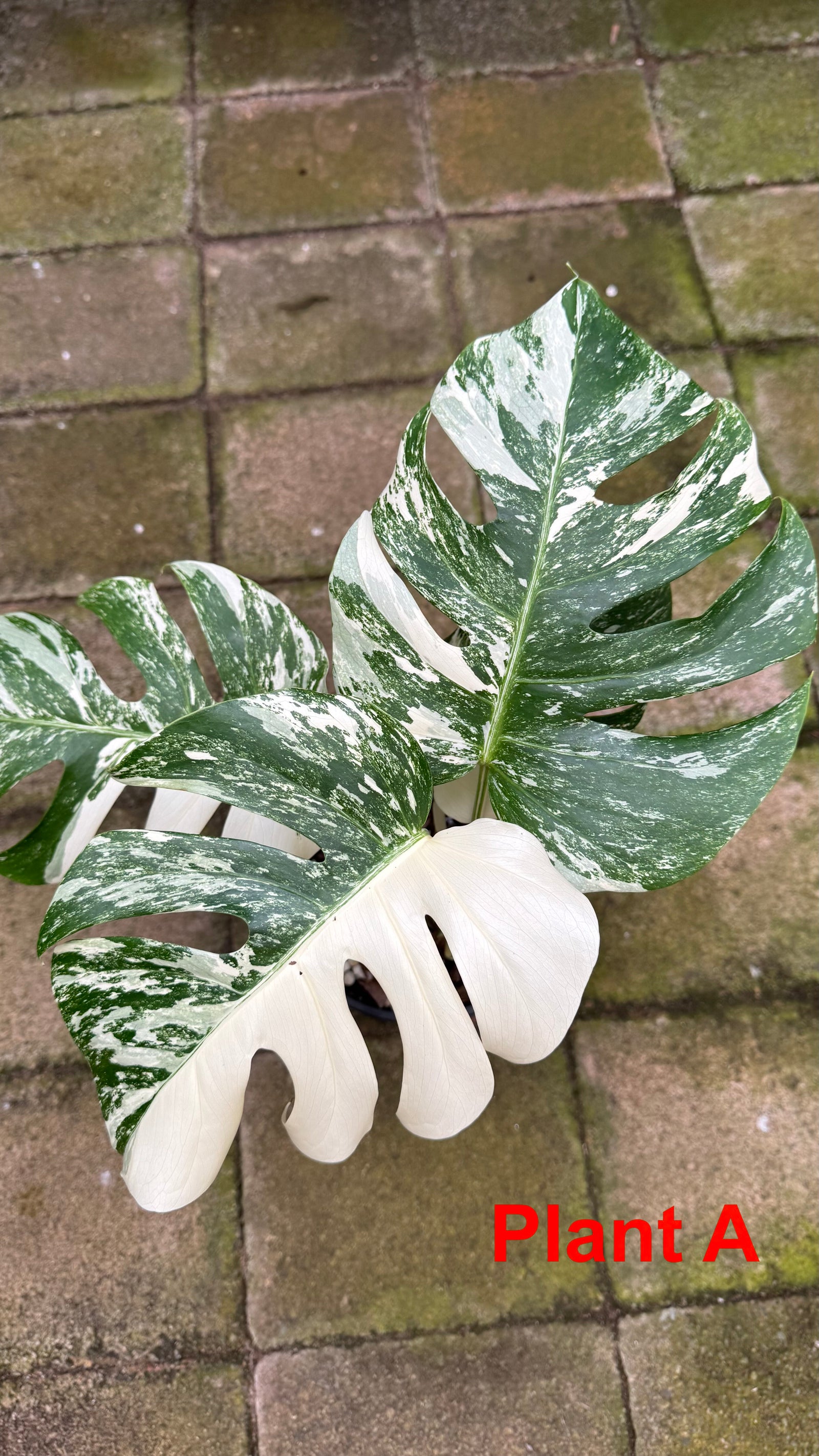 Monstera borsigiana variegated albo