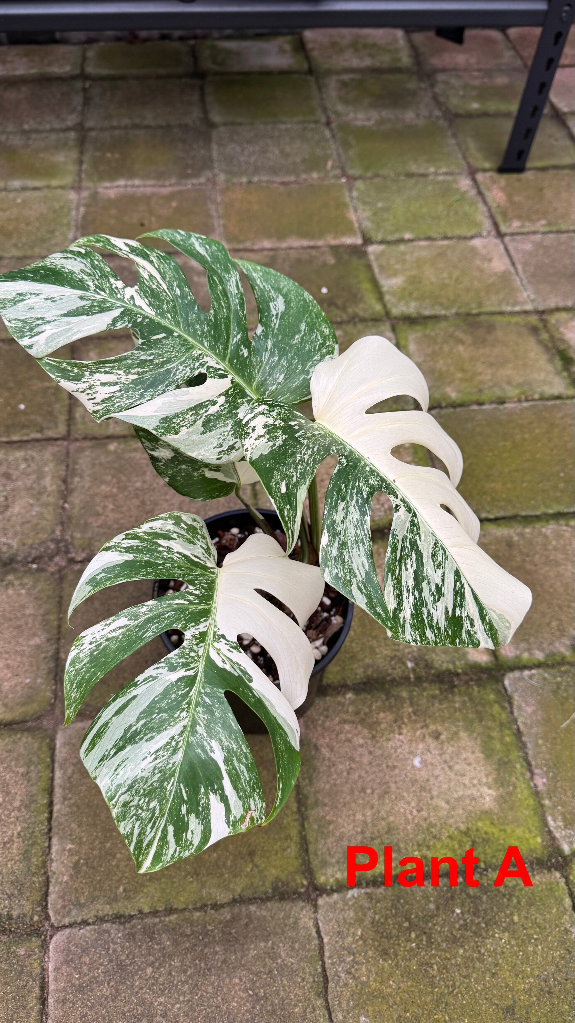 Monstera borsigiana variegated albo