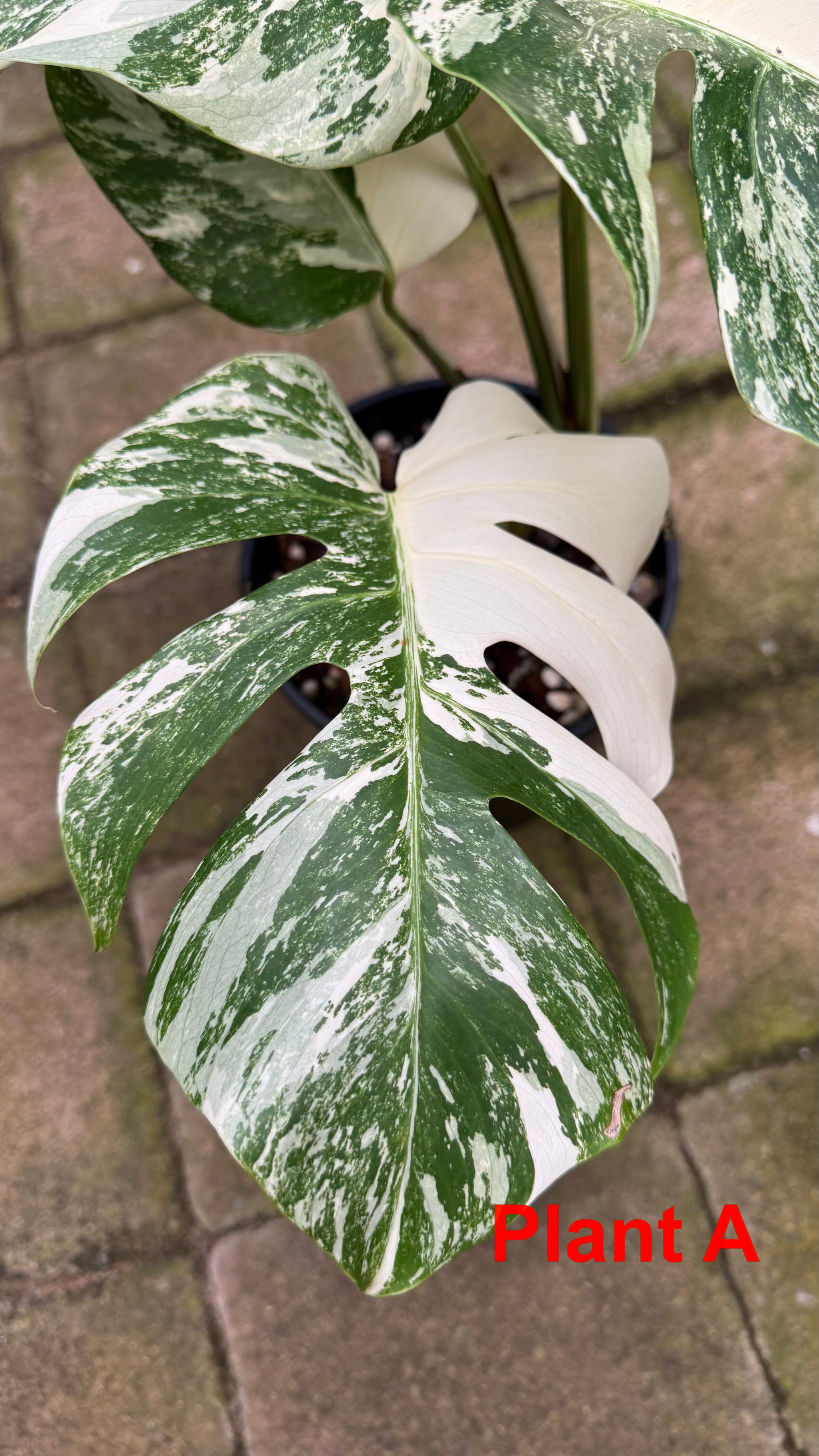 Monstera borsigiana variegated albo
