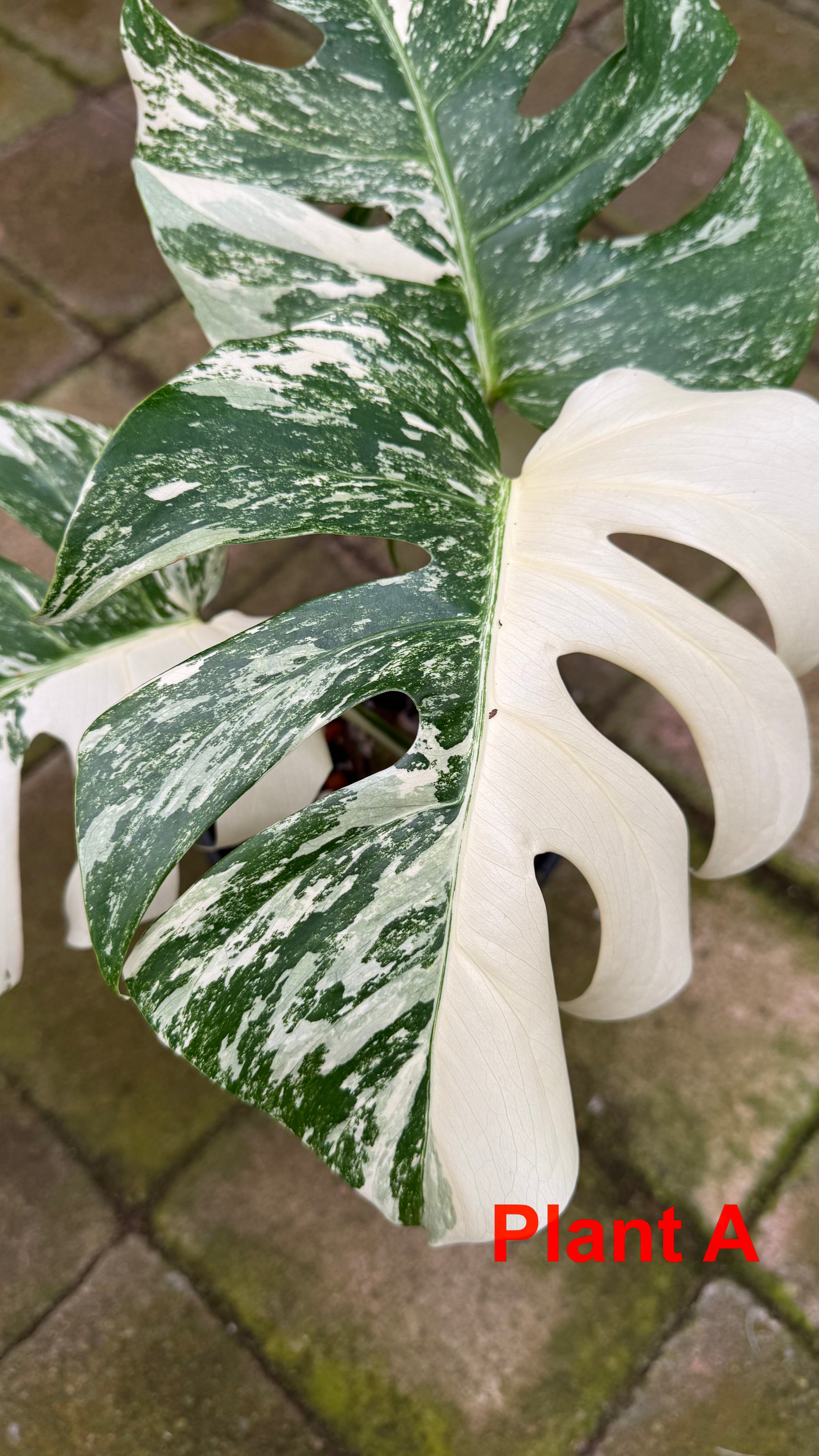 Monstera borsigiana variegated albo