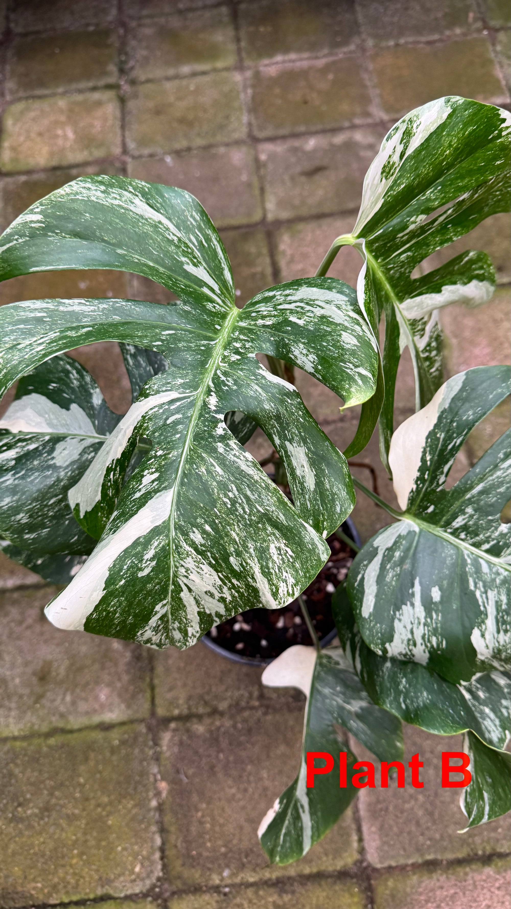 Monstera borsigiana variegated albo