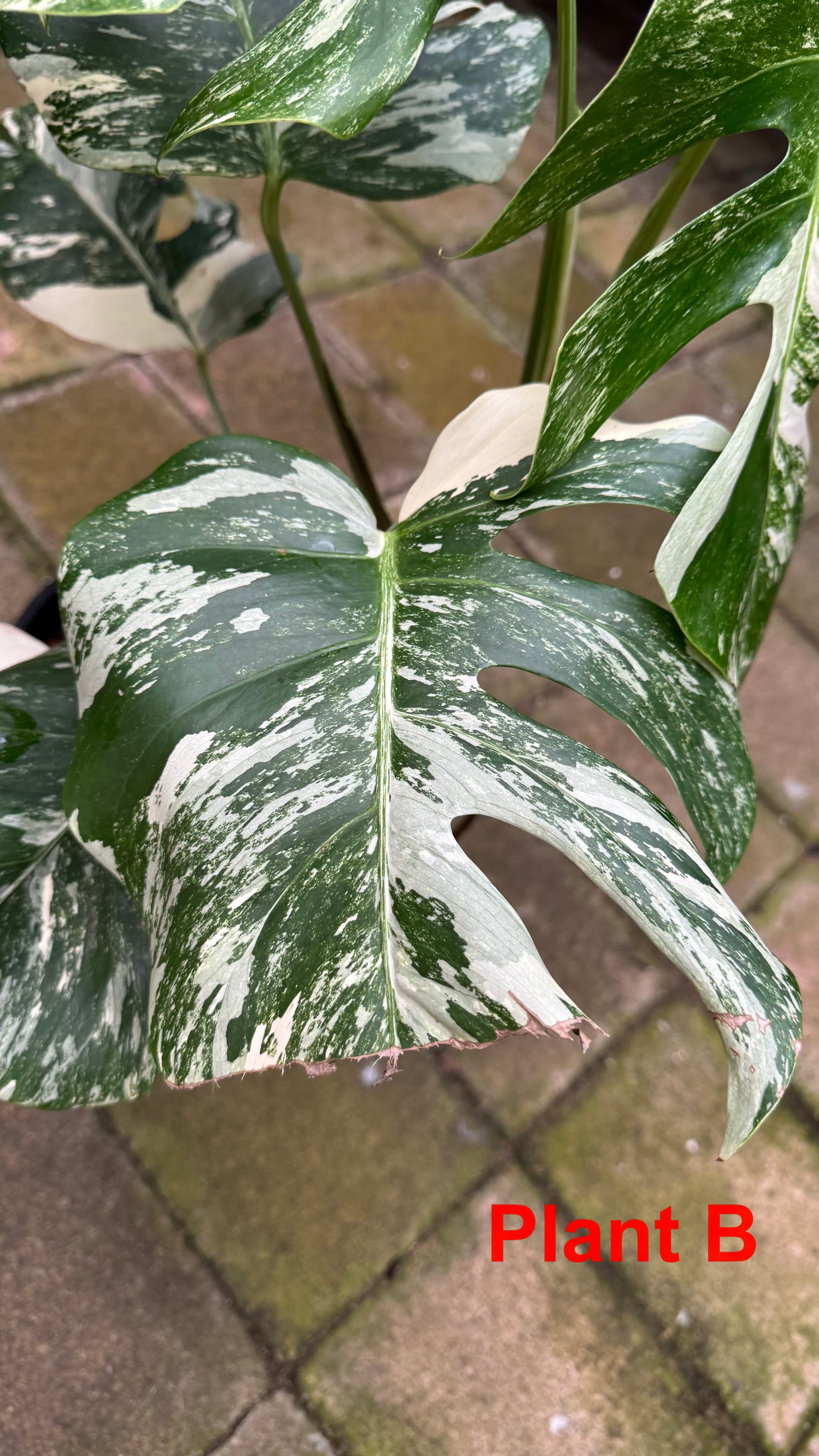 Monstera borsigiana variegated albo