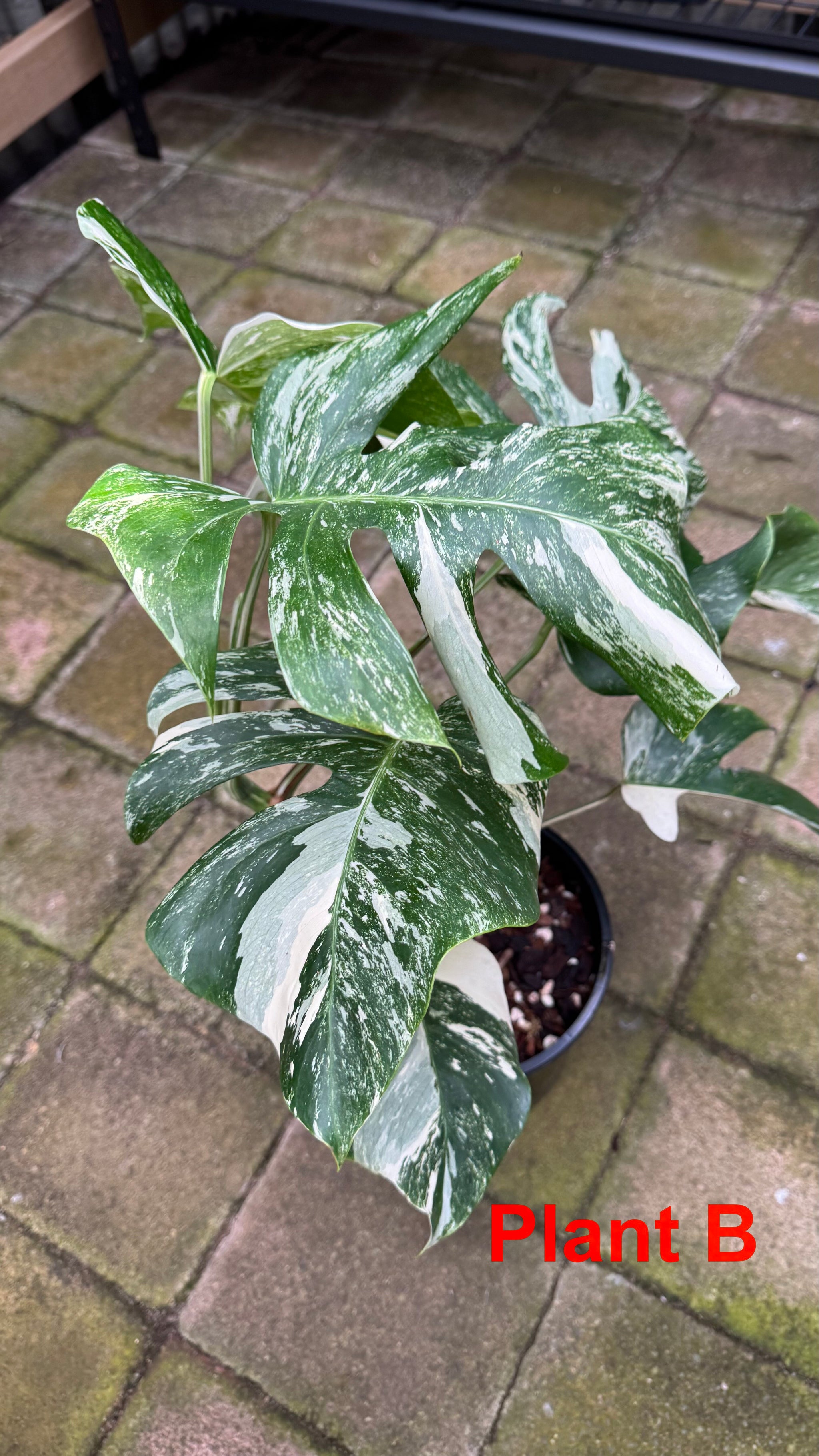 Monstera borsigiana variegated albo