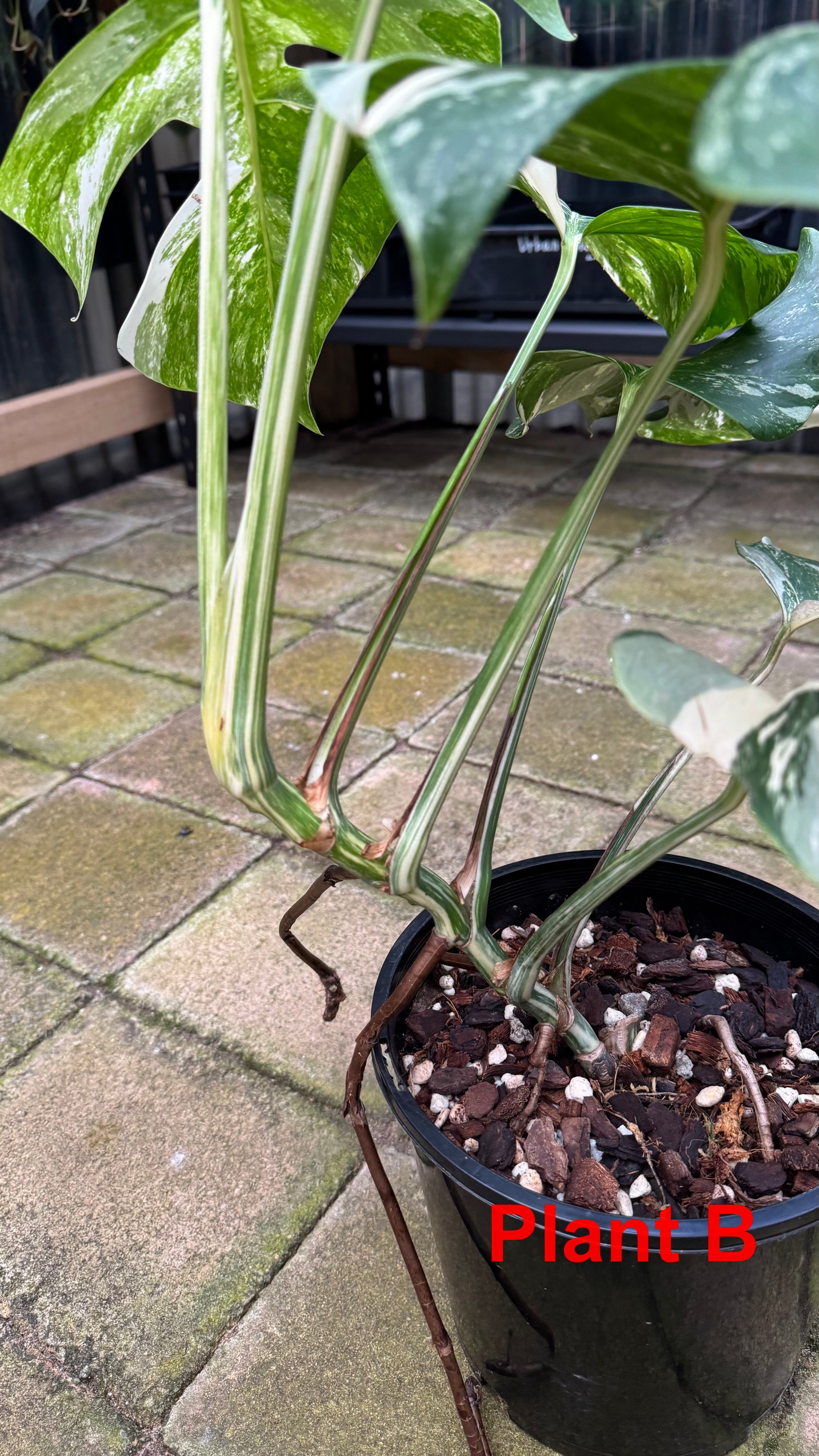 Monstera borsigiana variegated albo