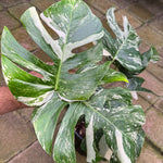 Monstera borsigiana variegated albo