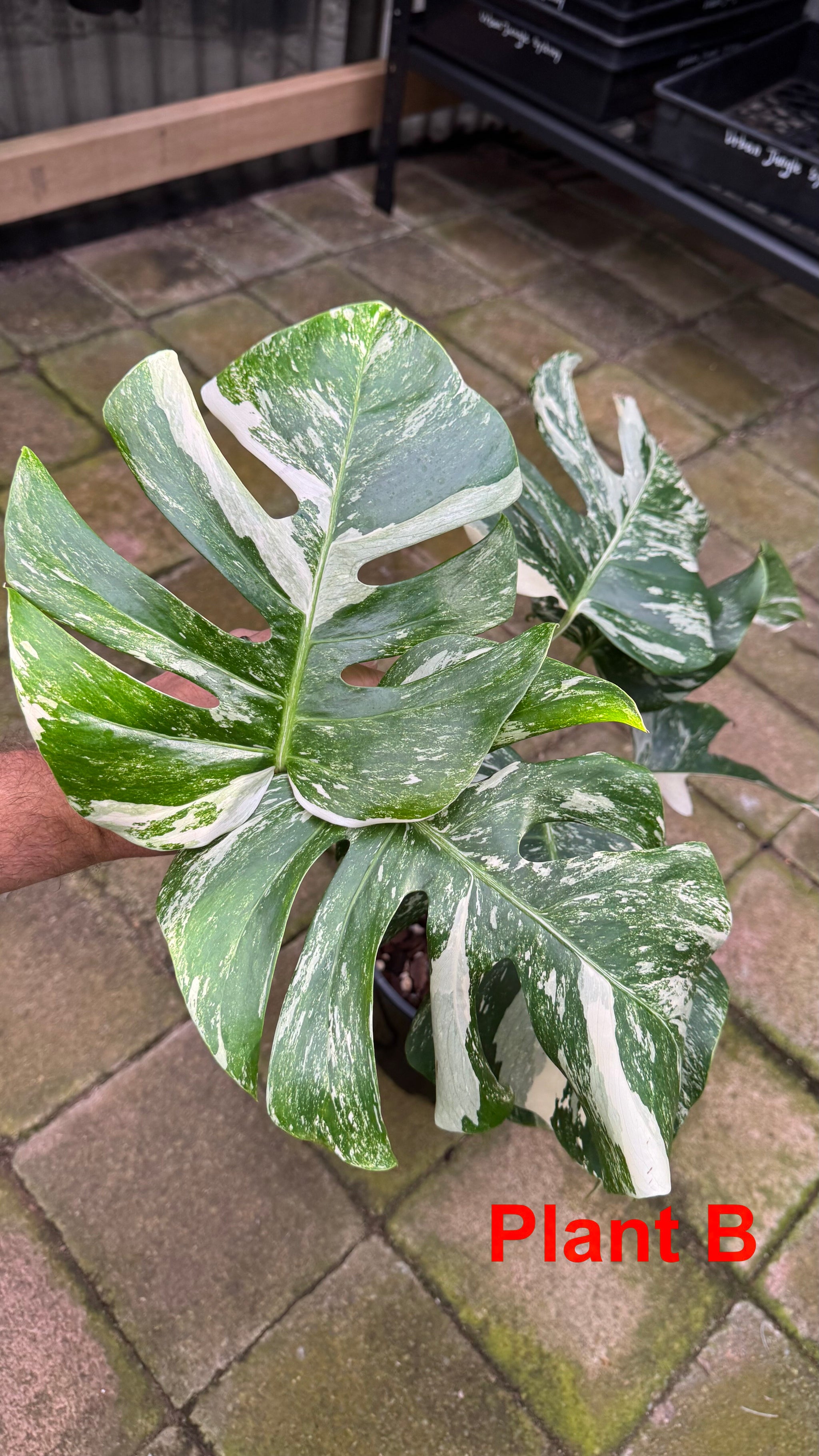Monstera borsigiana variegated albo