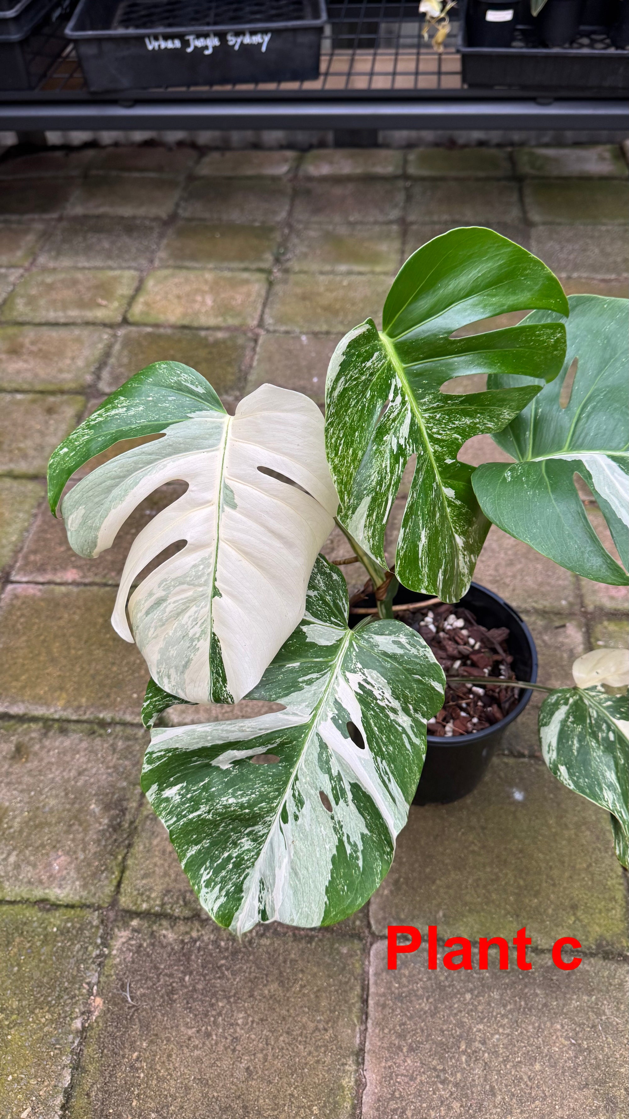 Monstera borsigiana variegated albo