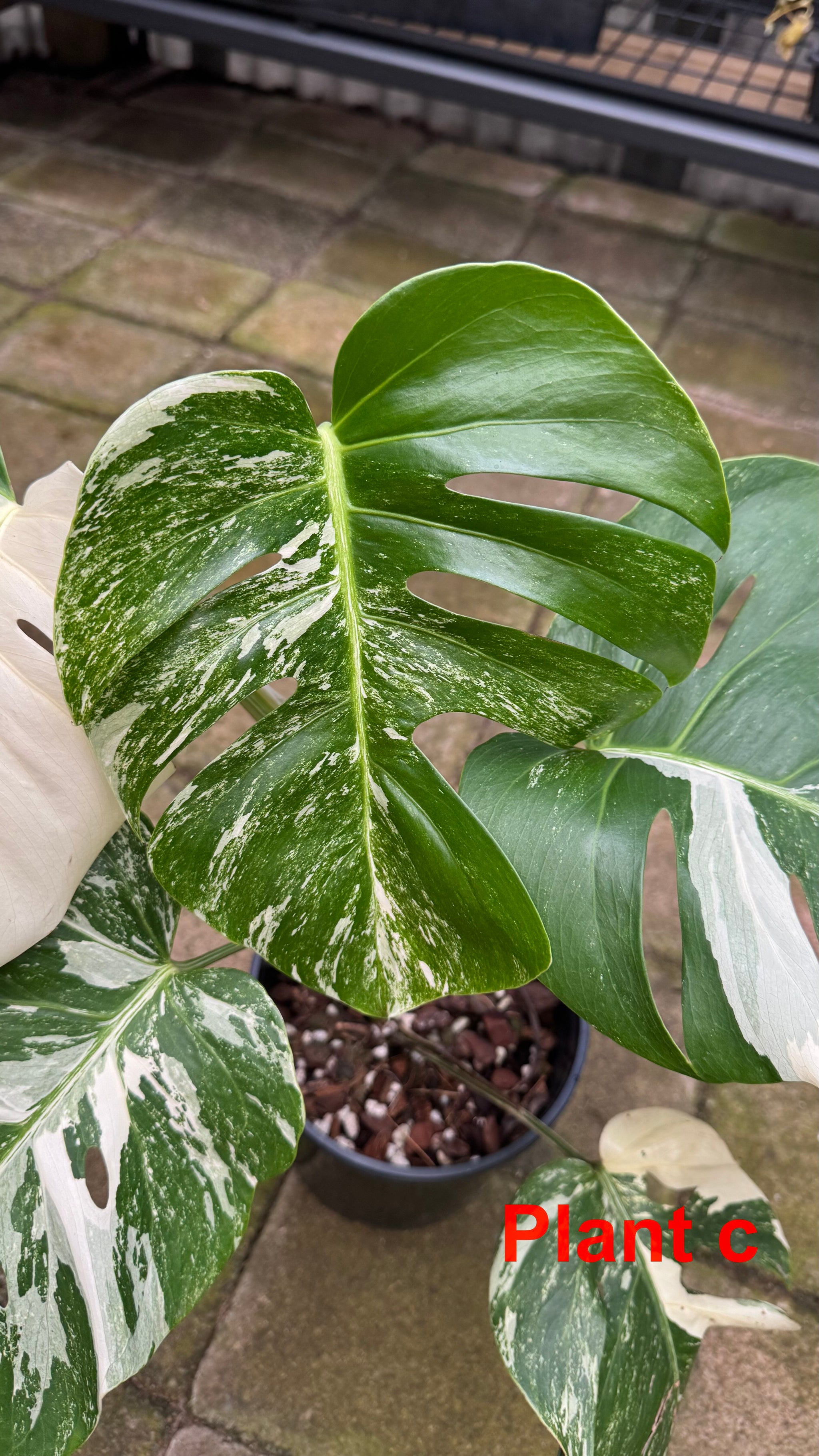Monstera borsigiana variegated albo