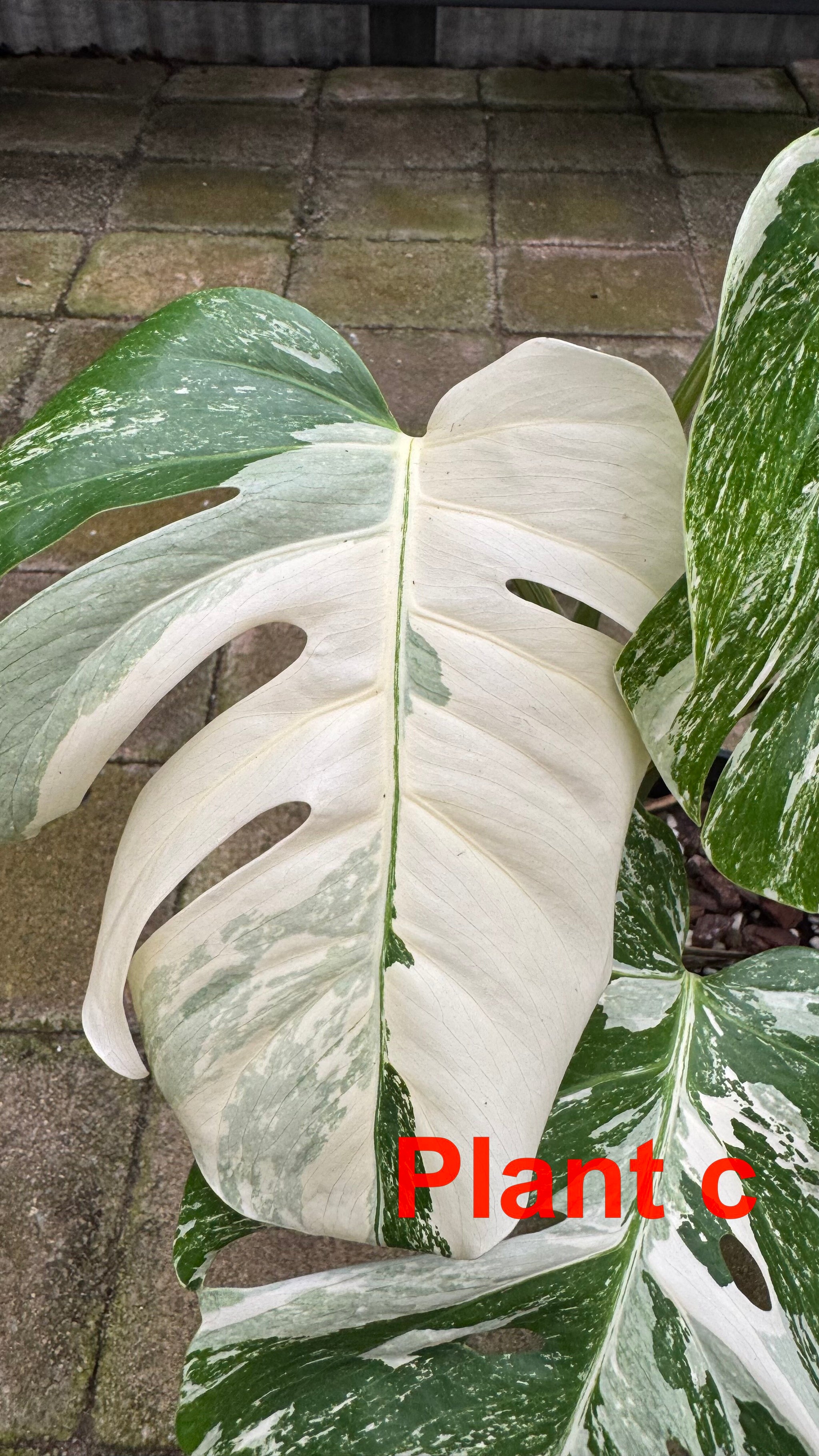 Monstera borsigiana variegated albo