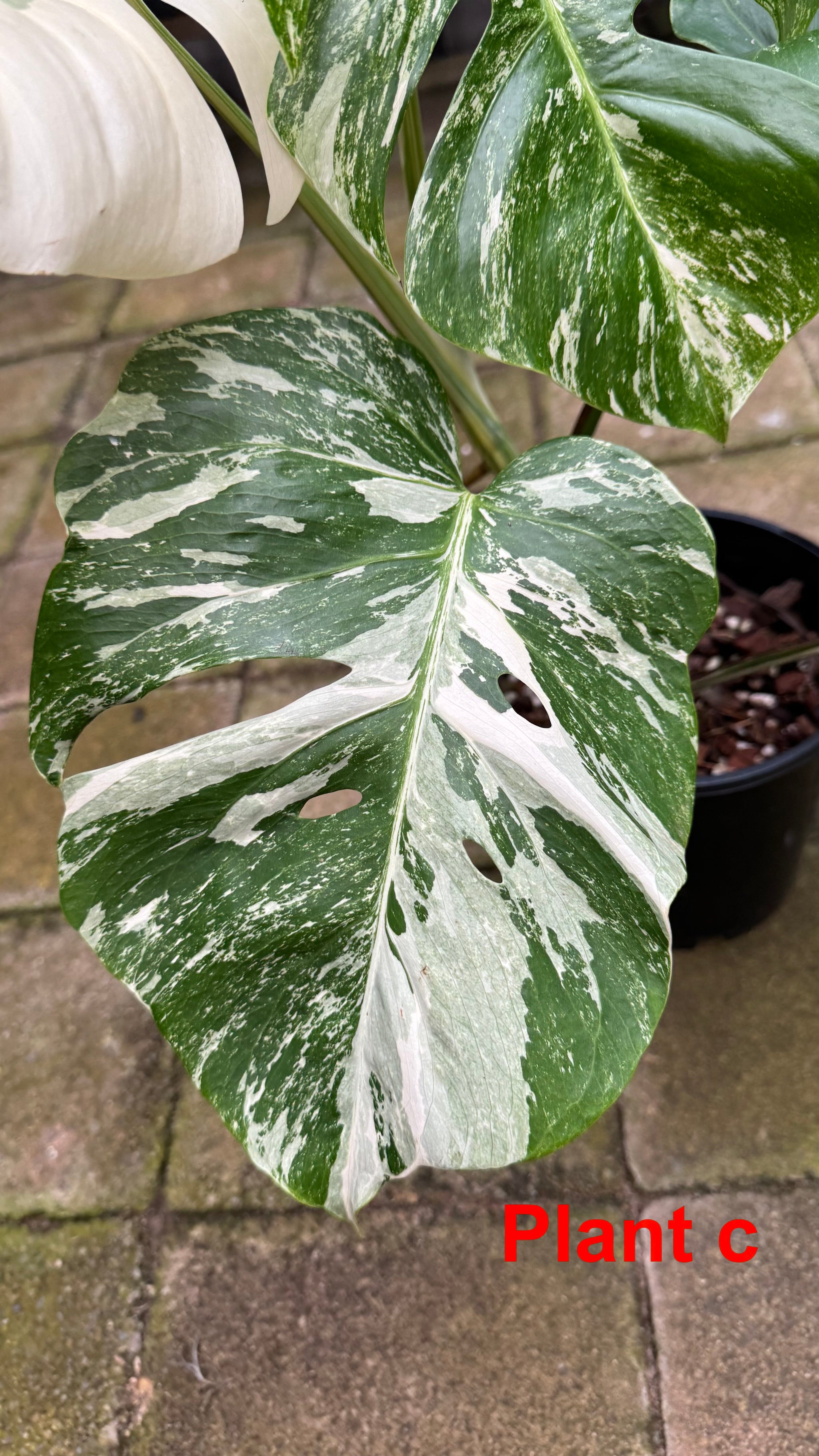 Monstera borsigiana variegated albo