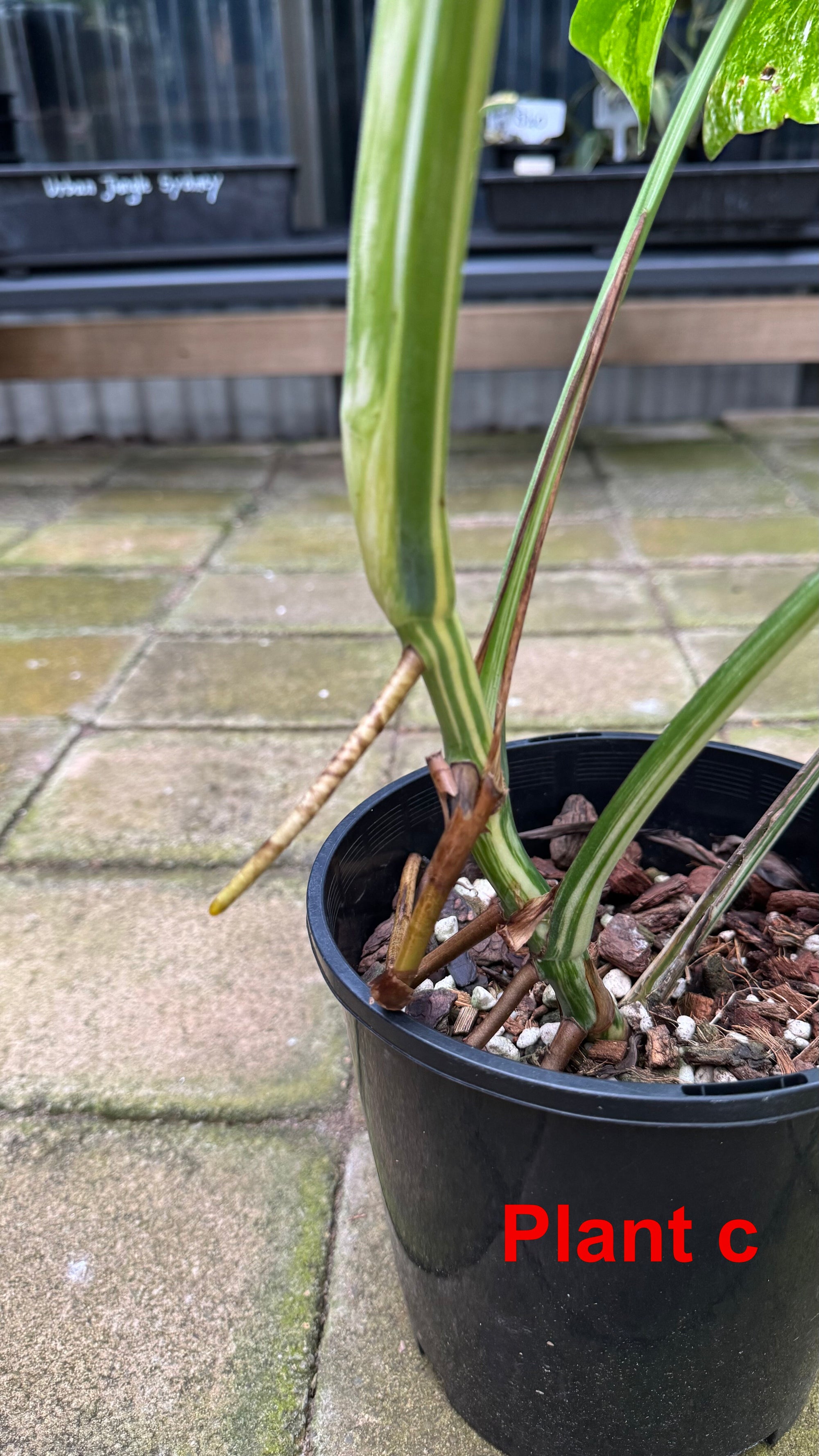 Monstera borsigiana variegated albo