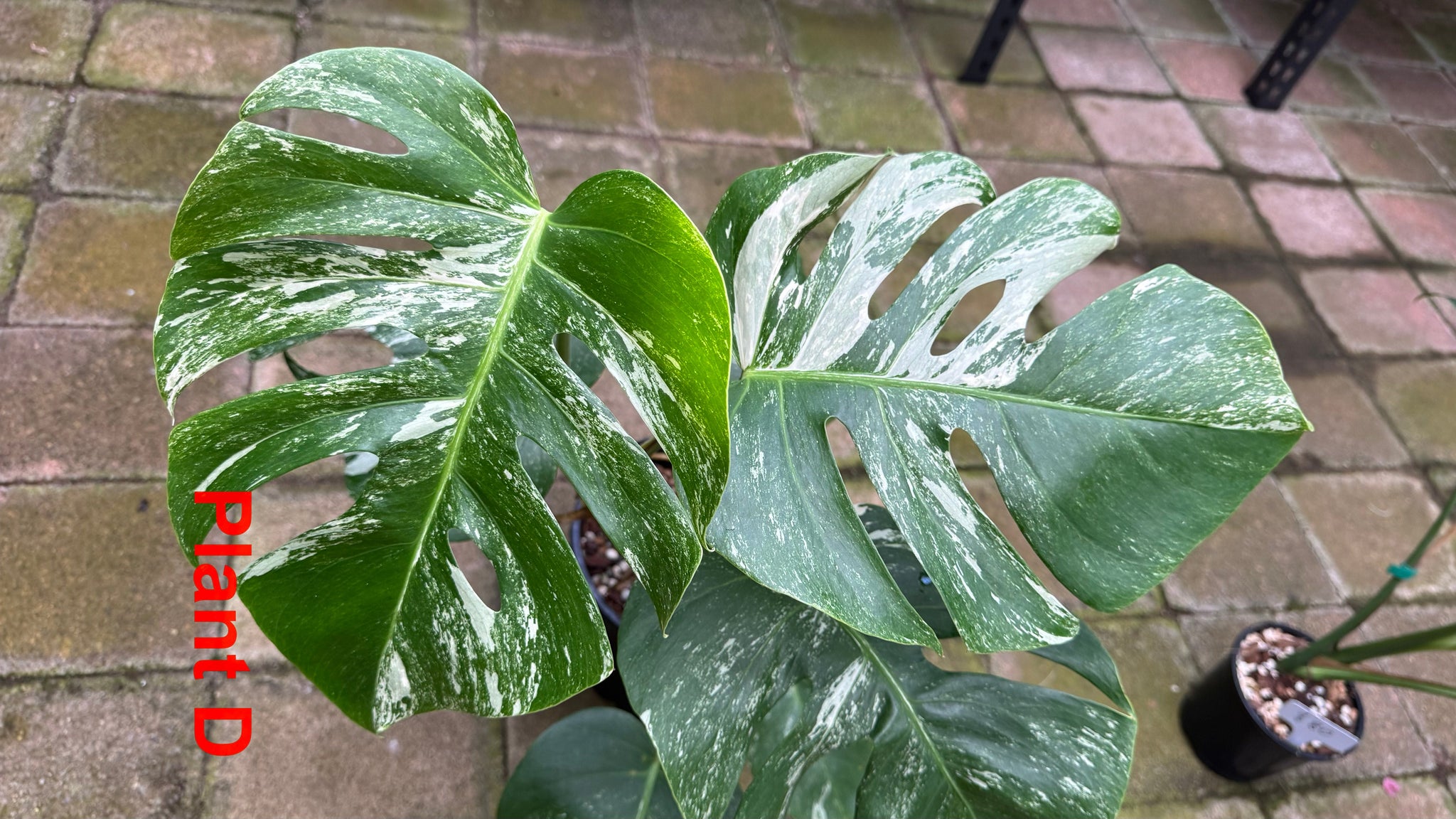 Monstera borsigiana variegated albo