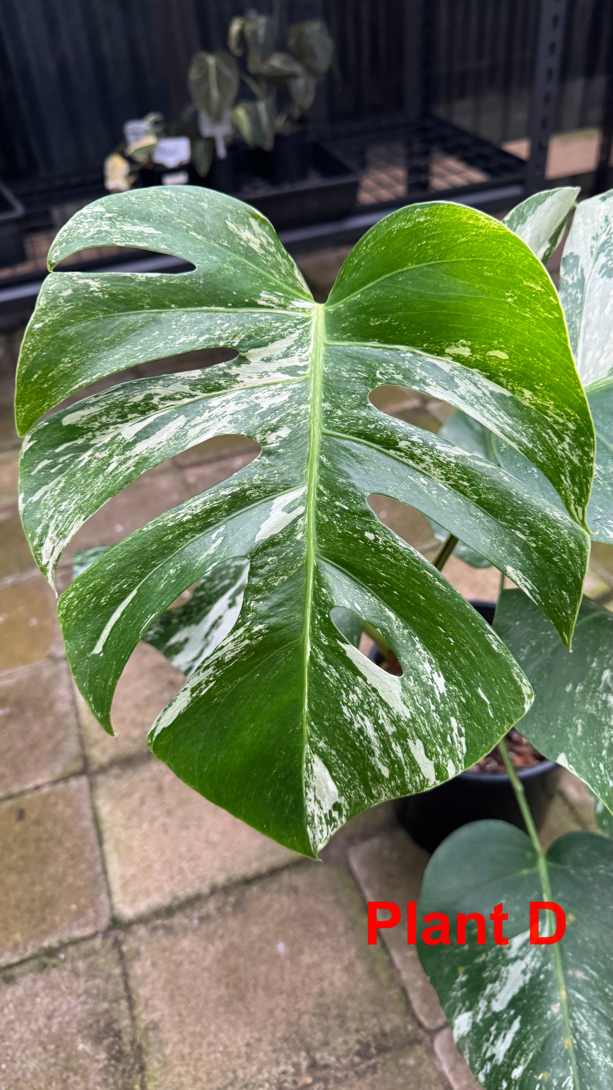 Monstera borsigiana variegated albo