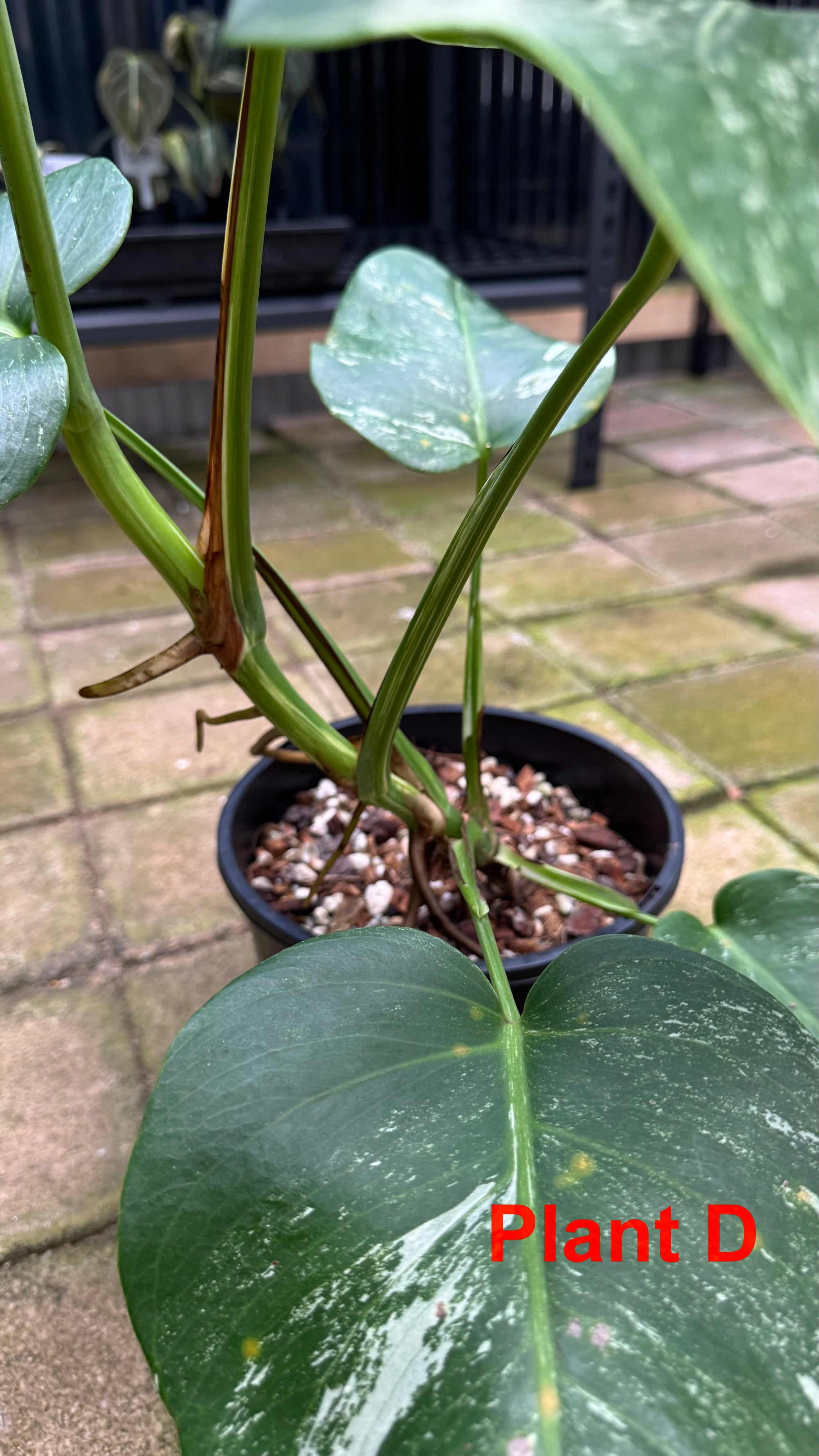 Monstera borsigiana variegated albo