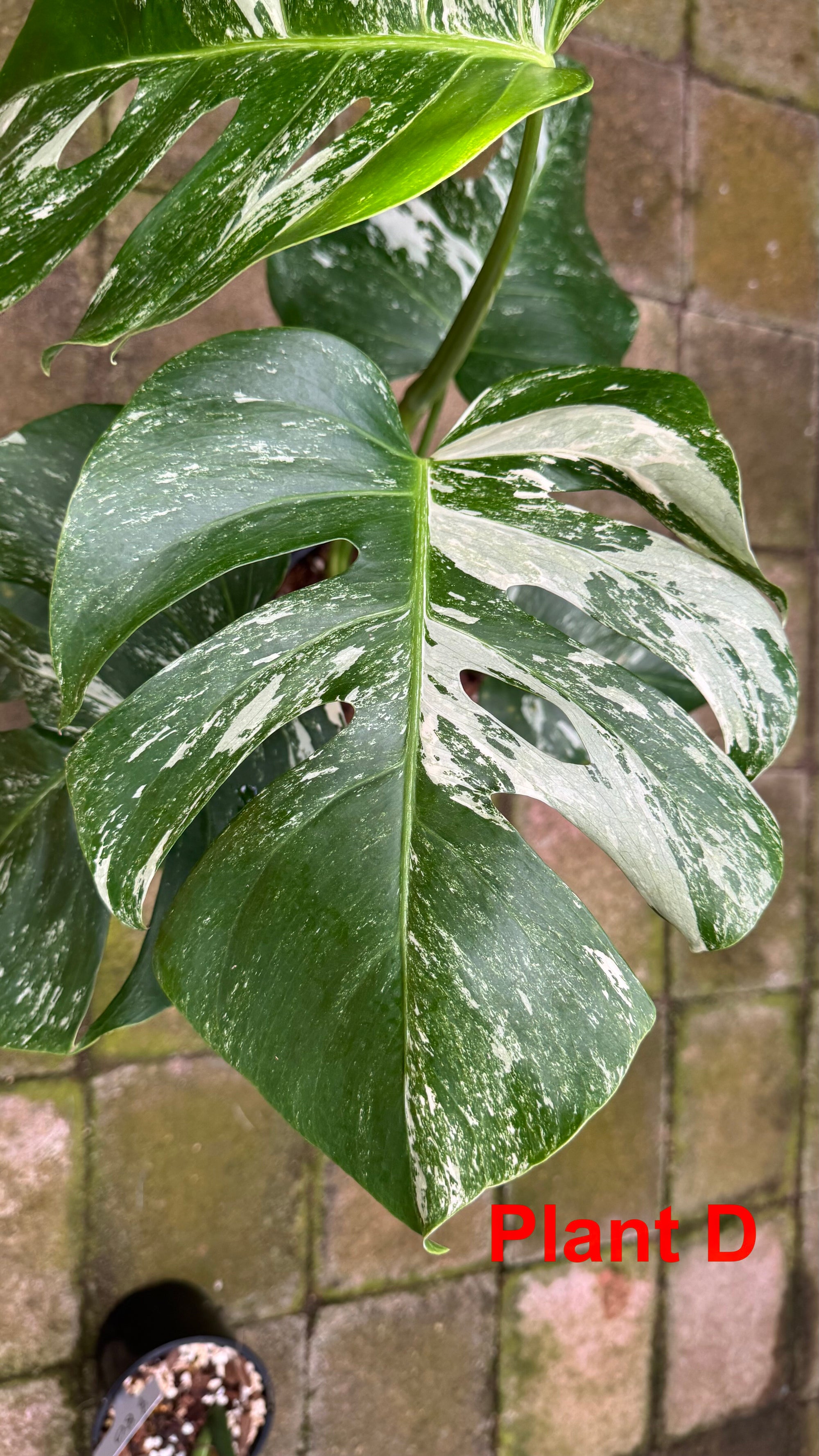 Monstera borsigiana variegated albo