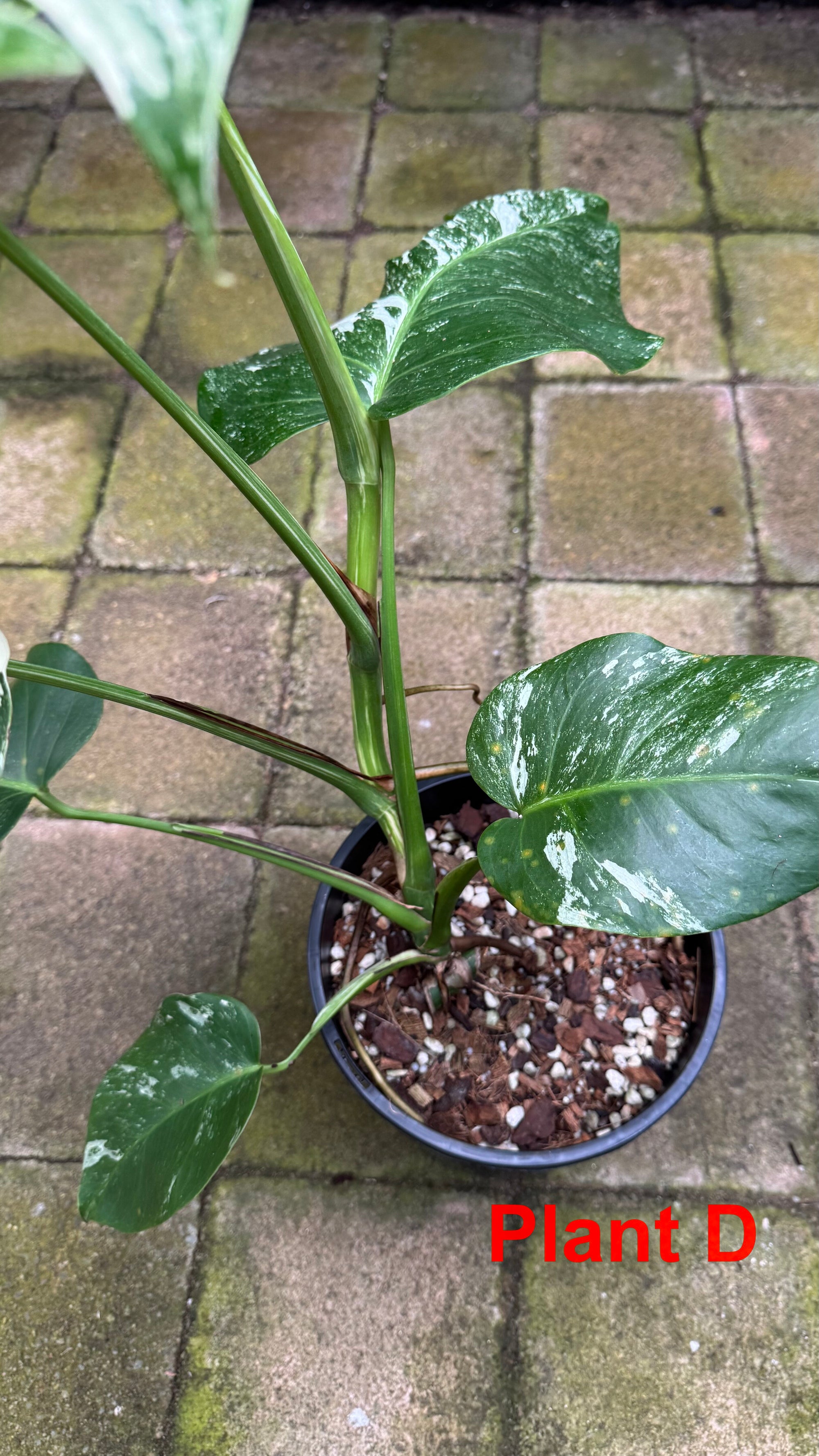Monstera borsigiana variegated albo