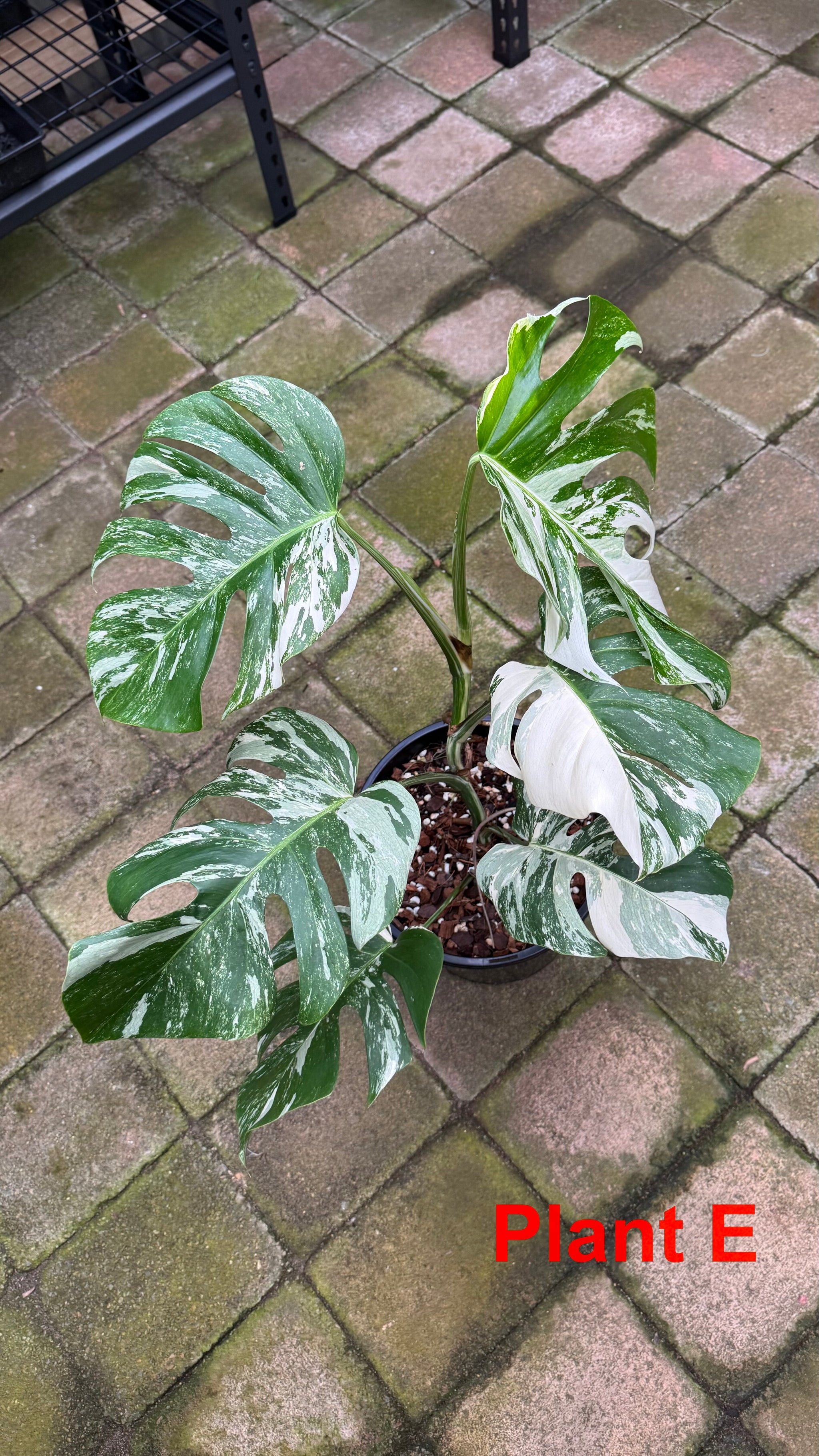 Monstera borsigiana variegated albo
