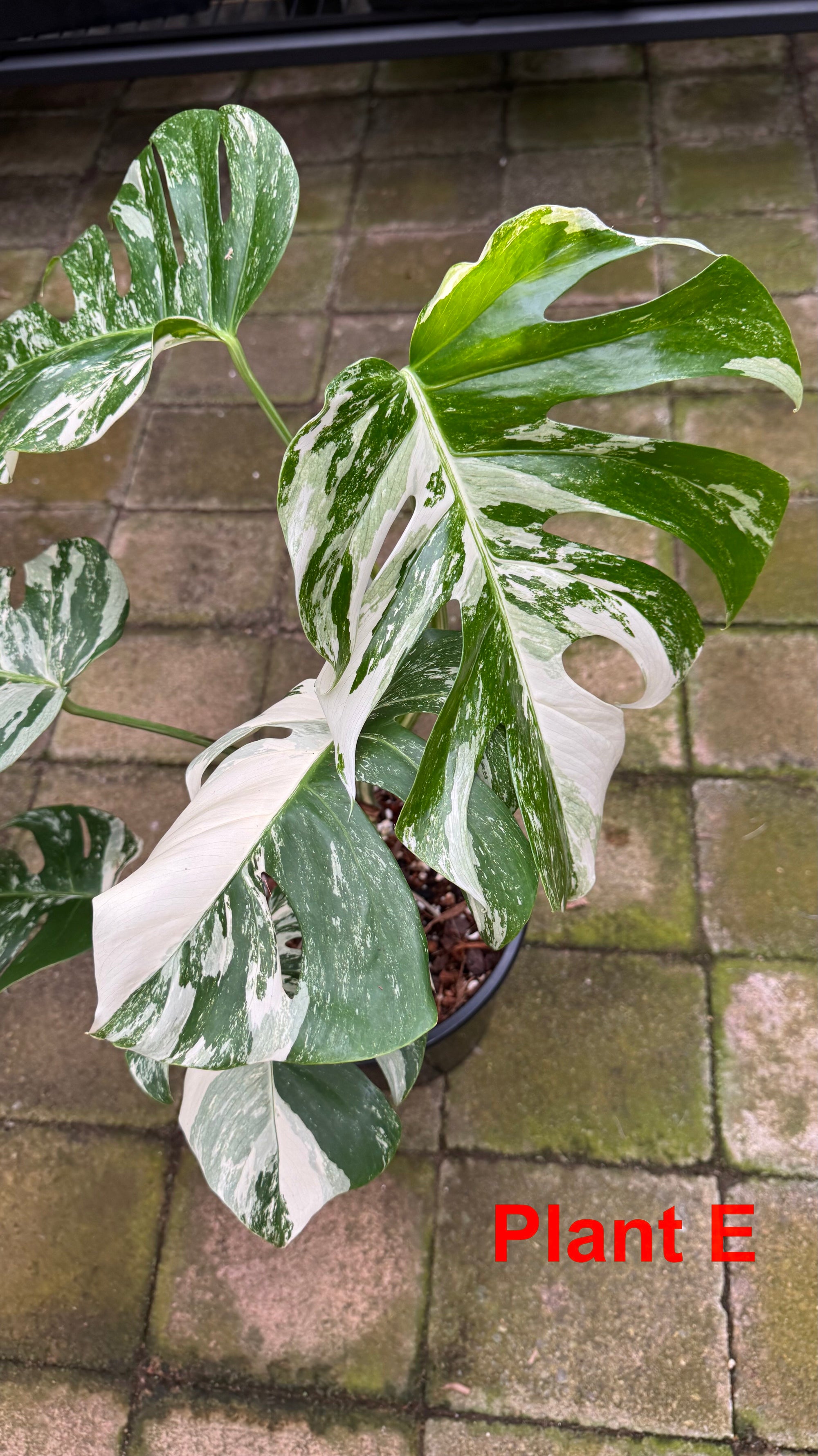 Monstera borsigiana variegated albo