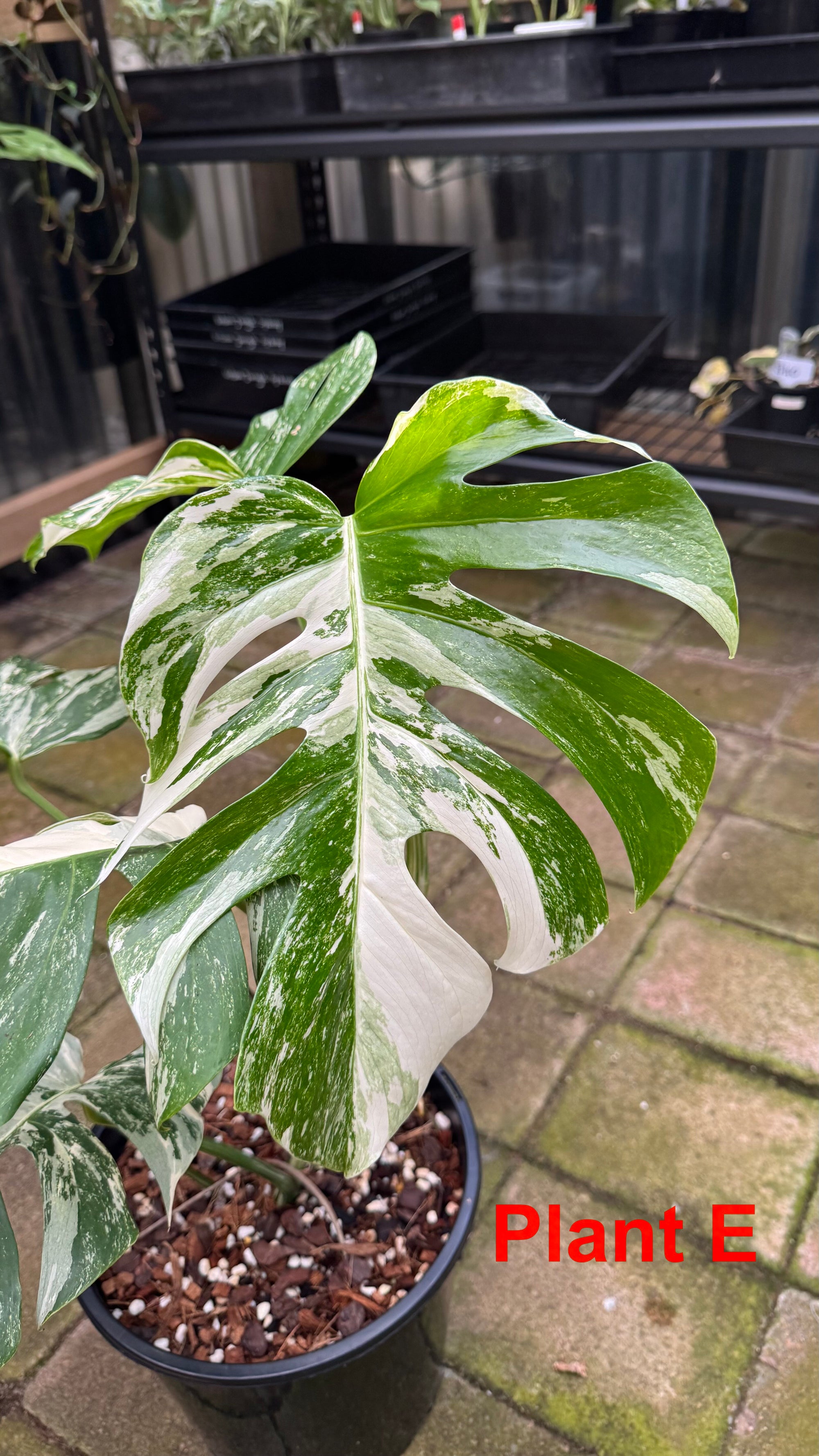 Monstera borsigiana variegated albo
