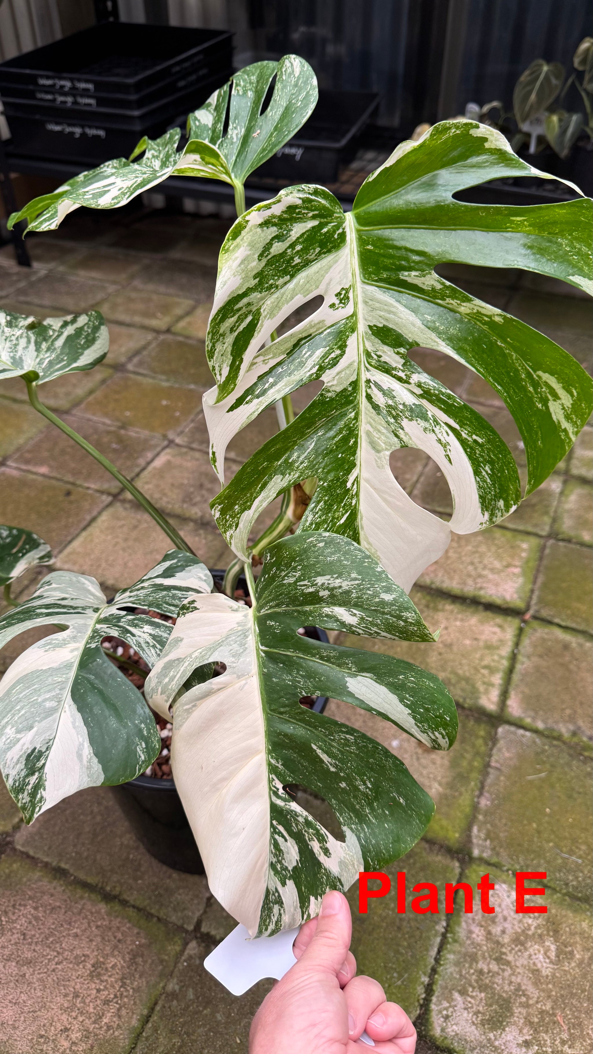 Monstera borsigiana variegated albo