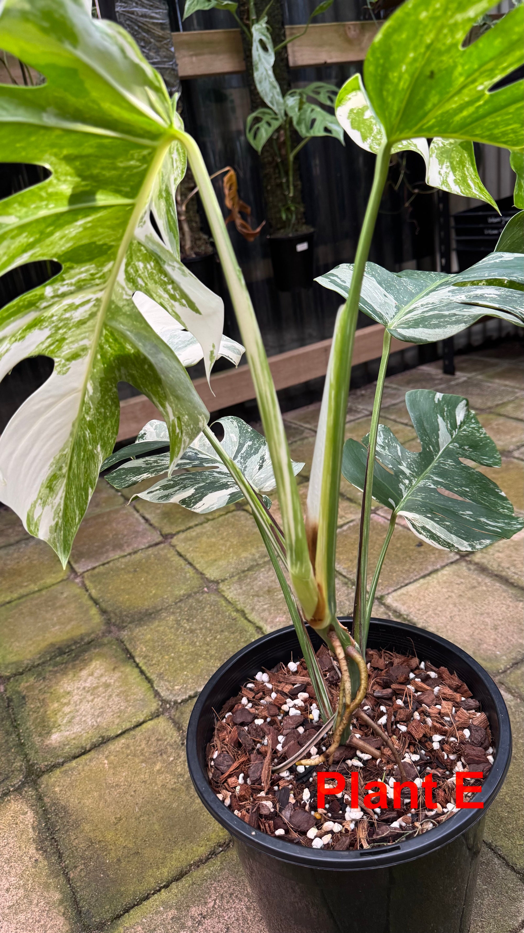 Monstera borsigiana variegated albo